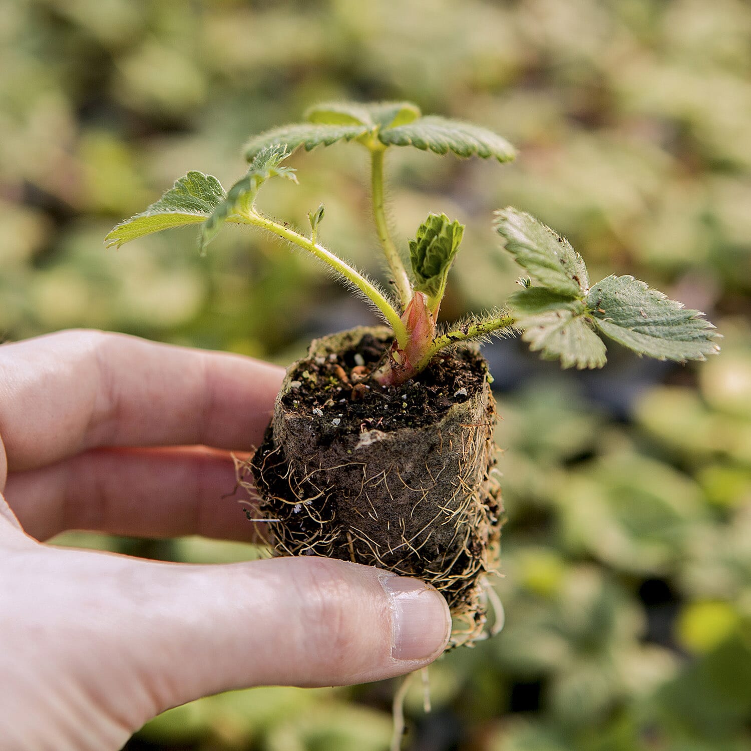 Gardening Direct Pair of Medley Window Box Planters with Giant Strawberry Colossus x 6 Plug Plants & 40L Compost