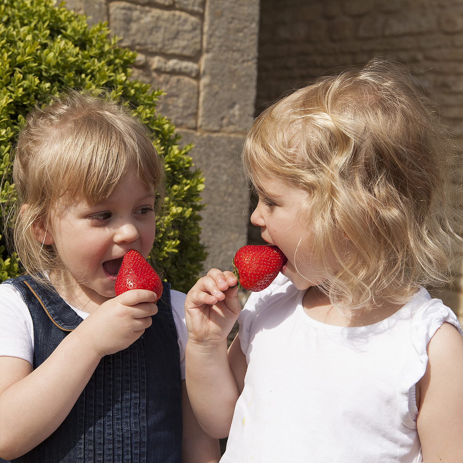 Gardening Direct Pair of Medley Window Box Planters with Giant Strawberry Colossus x 6 Plug Plants & 40L Compost