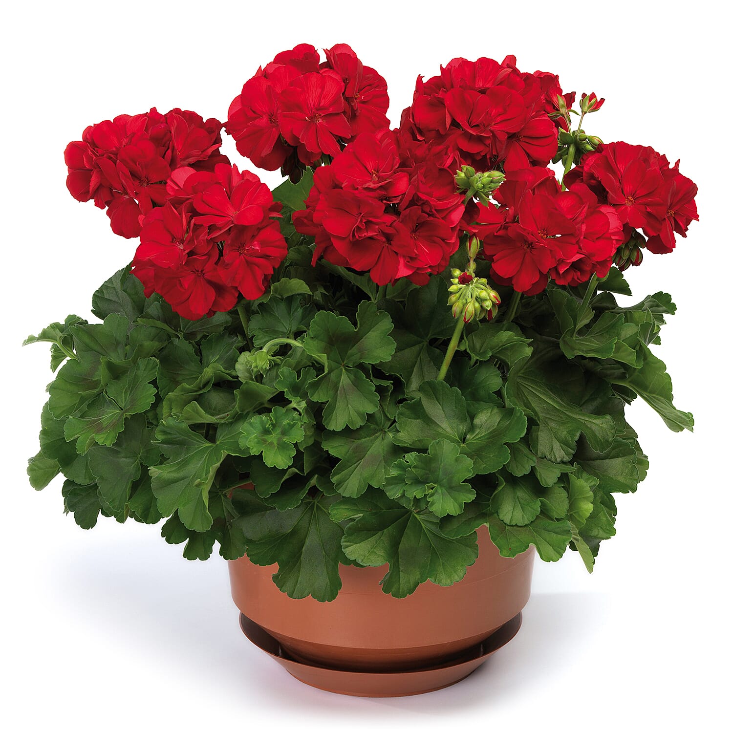 Gardening Direct Geranium Summer Lovers Red Plugs x 18 with 3 Isabella Planters and 40L Compost