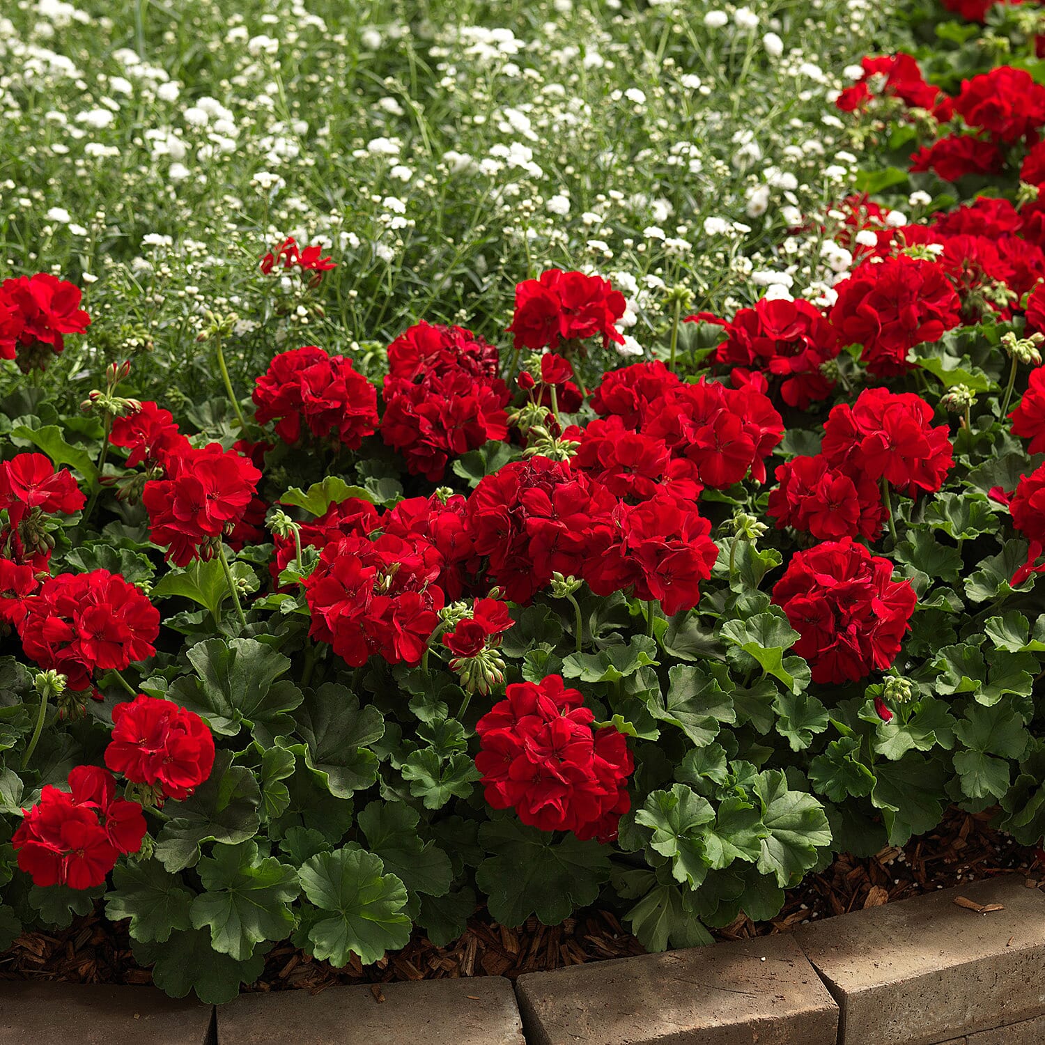 Gardening Direct Geranium Summer Lovers Red Plugs x 18 with 3 Isabella Planters and 40L Compost