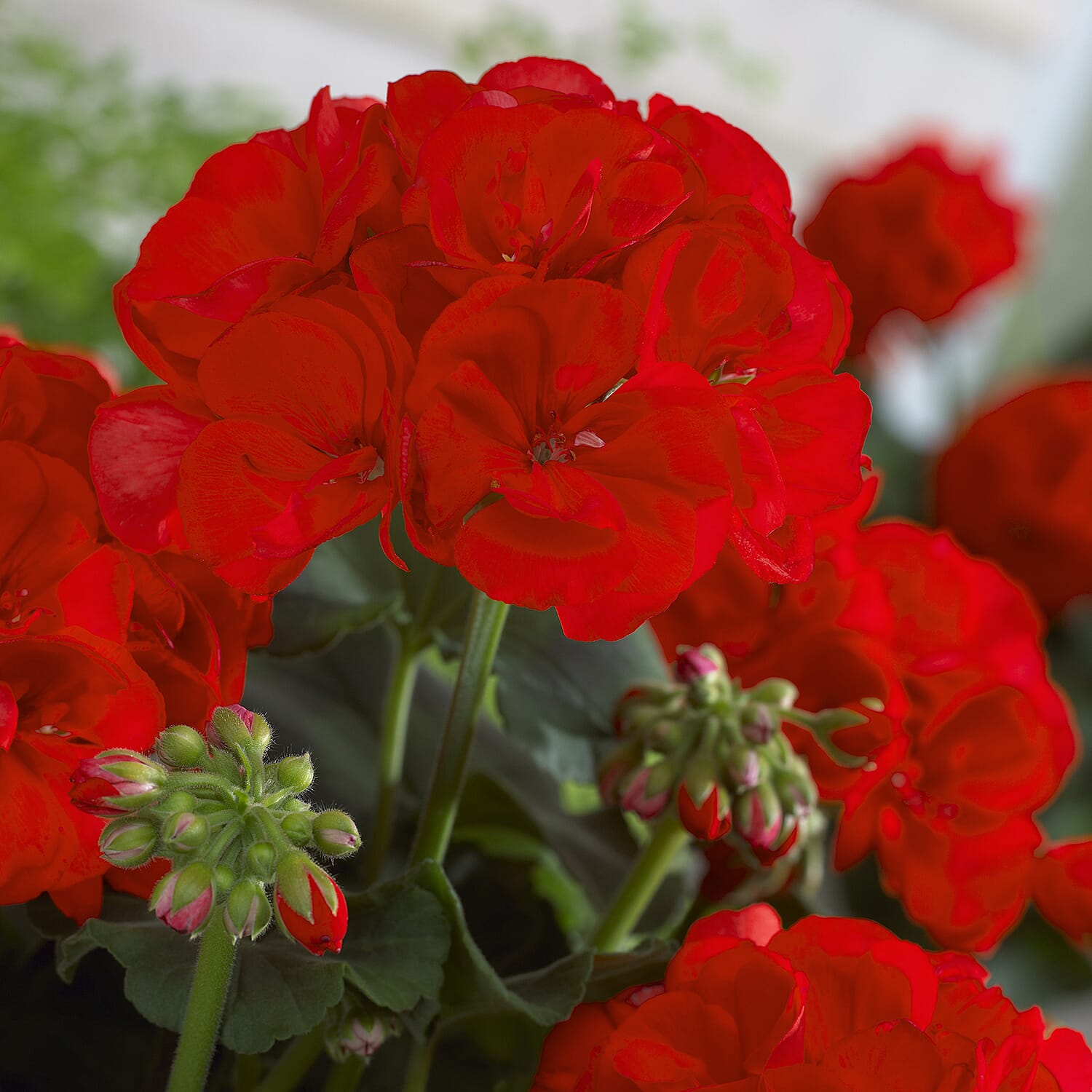 Gardening Direct Geranium Summer Lovers Red Plugs x 18 with 3 Isabella Planters and 40L Compost