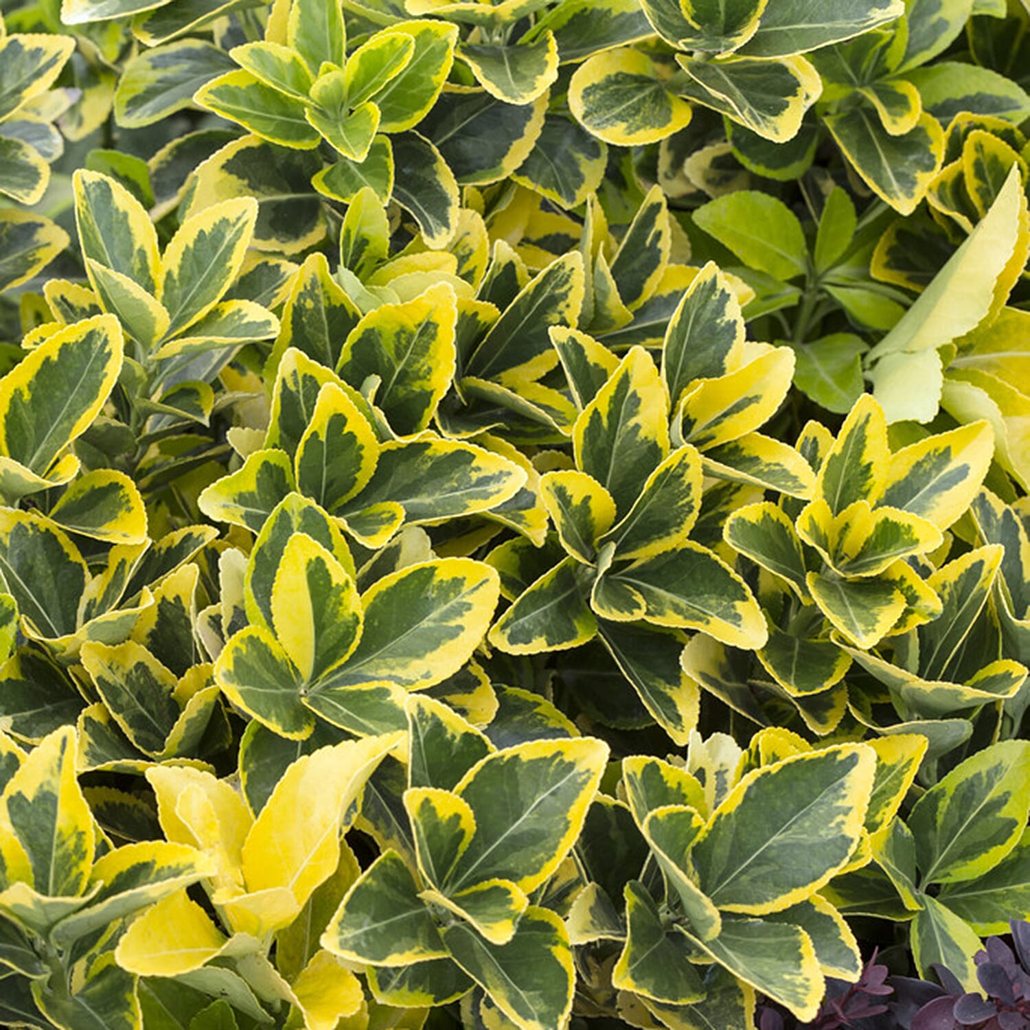 Gardening Direct Pair of Mini Standard Euonymus with Tuscan Planters