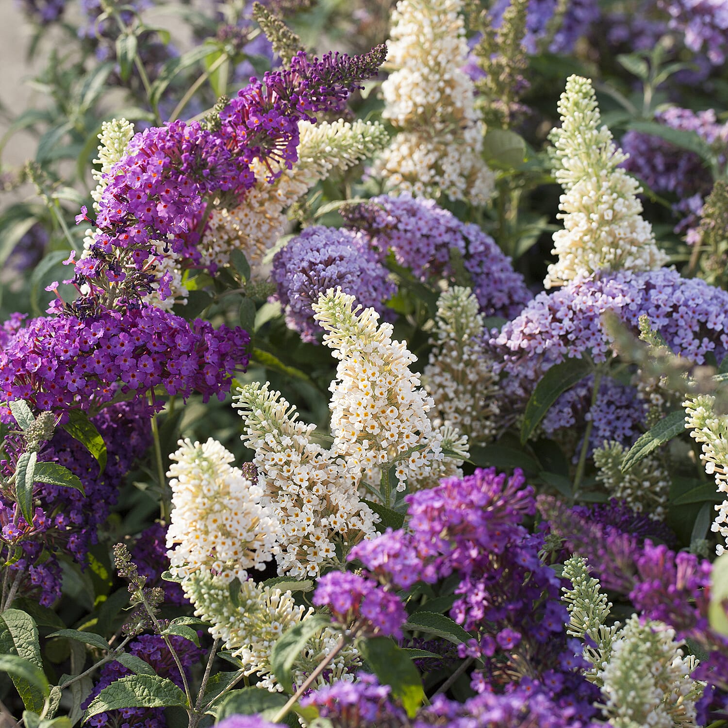Gardening Direct Buddleia Tricolour 2L Pot