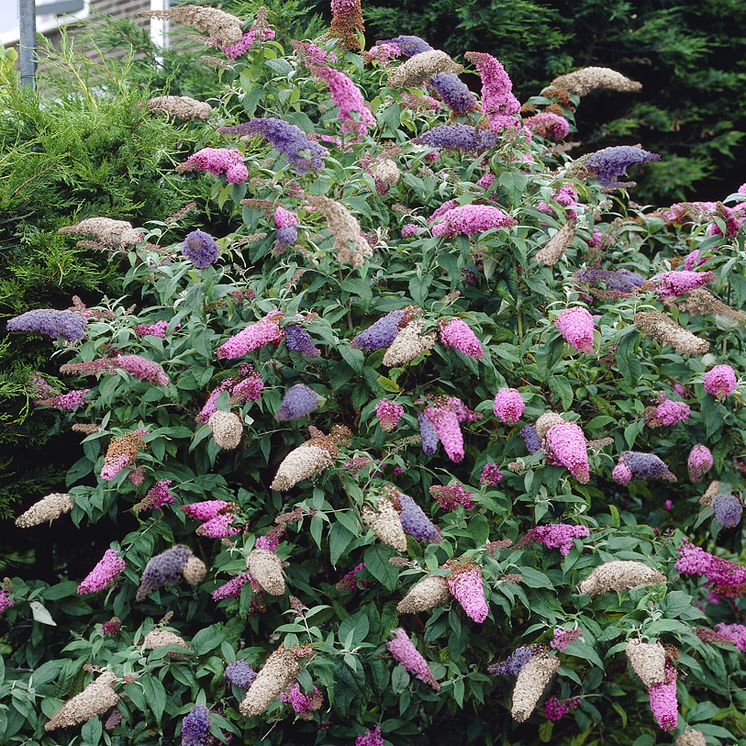 Gardening Direct Buddleia Tricolour 2L Pot