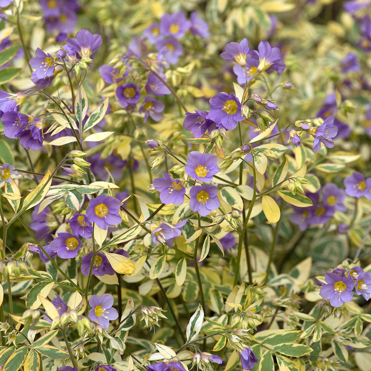 Gardening Direct Polemonium Golden Feathers Collection 9cm x 3