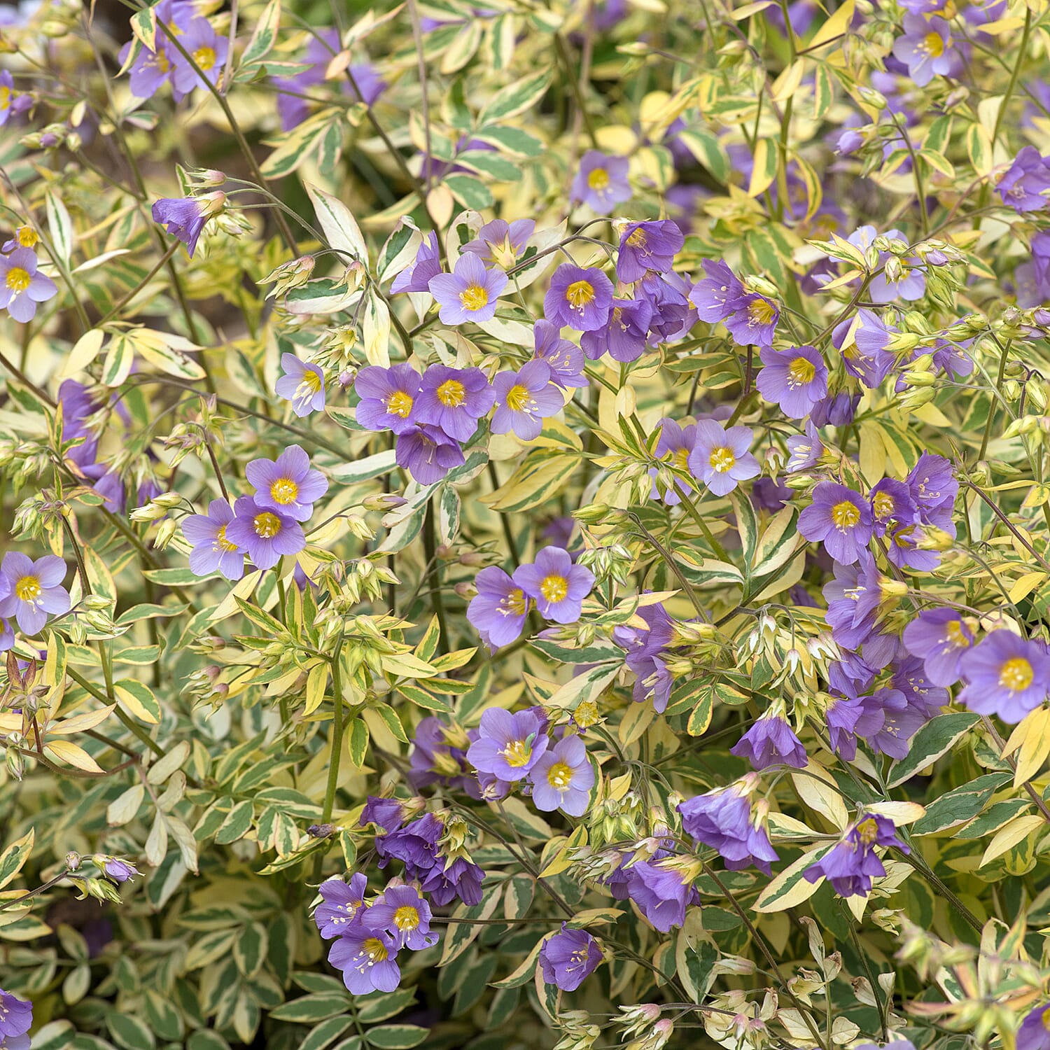 Gardening Direct Polemonium Golden Feathers Collection 9cm x 3