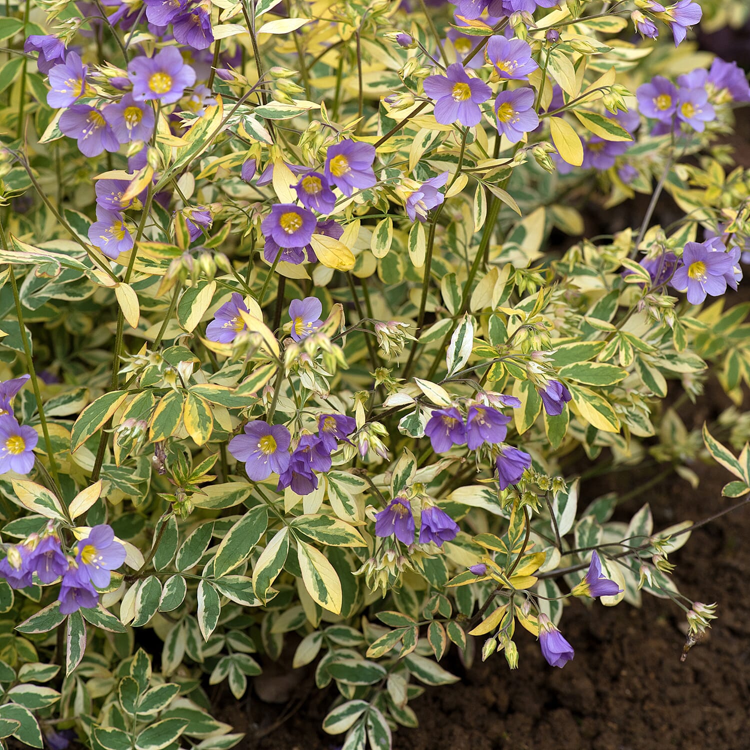 Gardening Direct Polemonium Golden Feathers Collection 9cm x 3
