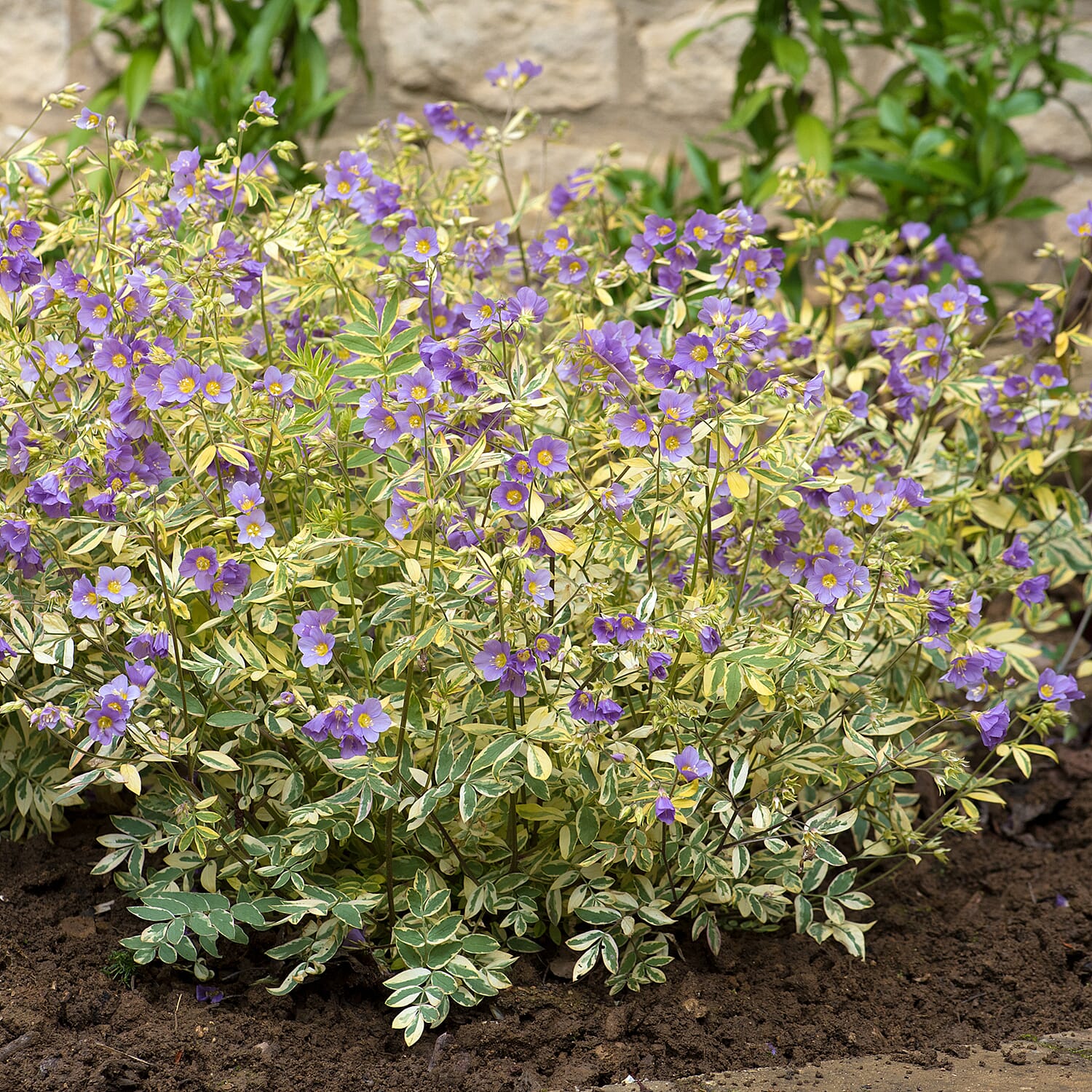 Gardening Direct Polemonium Golden Feathers Collection 9cm x 3