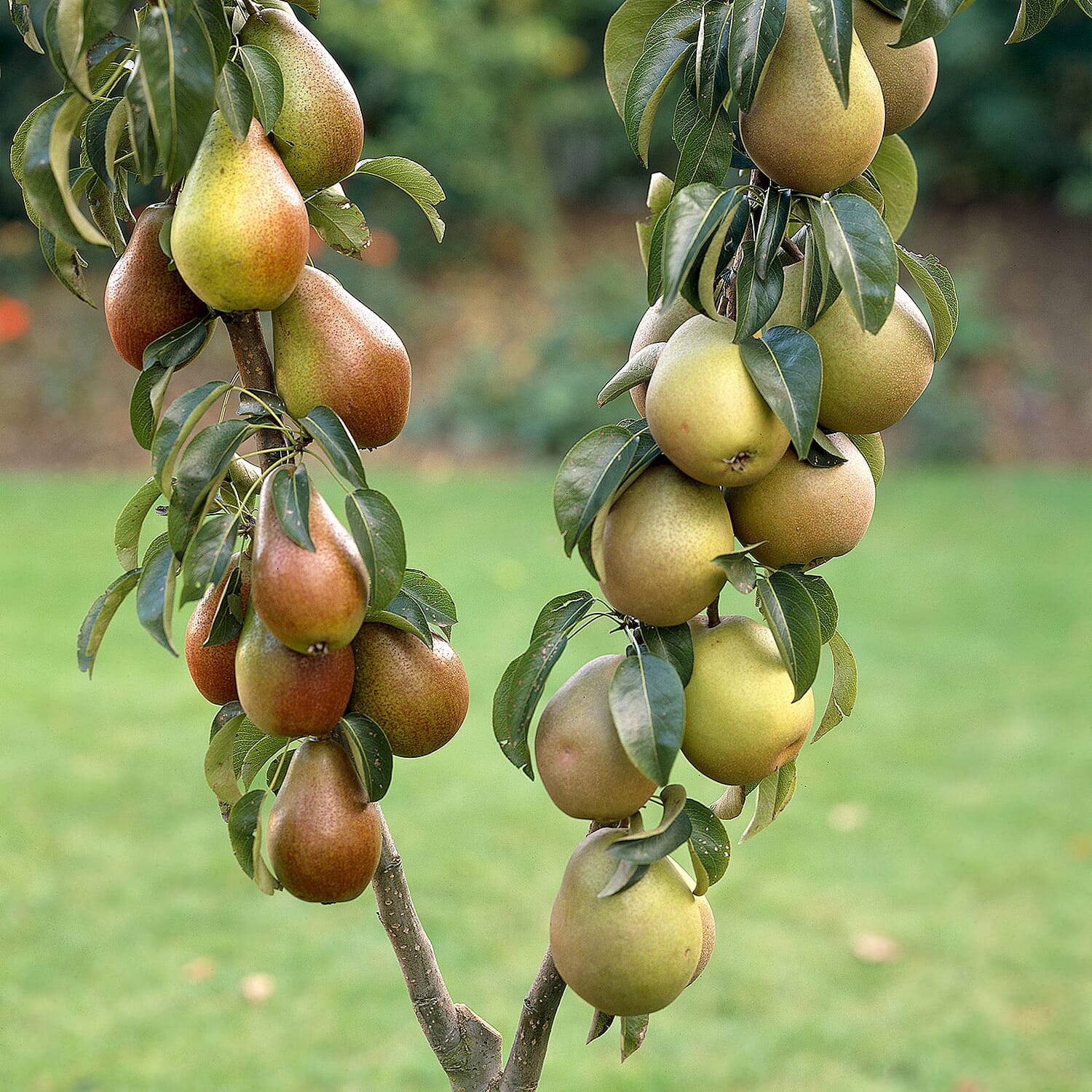 Gardening Direct Pair of Duo Fruit Trees - 2 Varieties of Pear & 2 Varieties of Plum