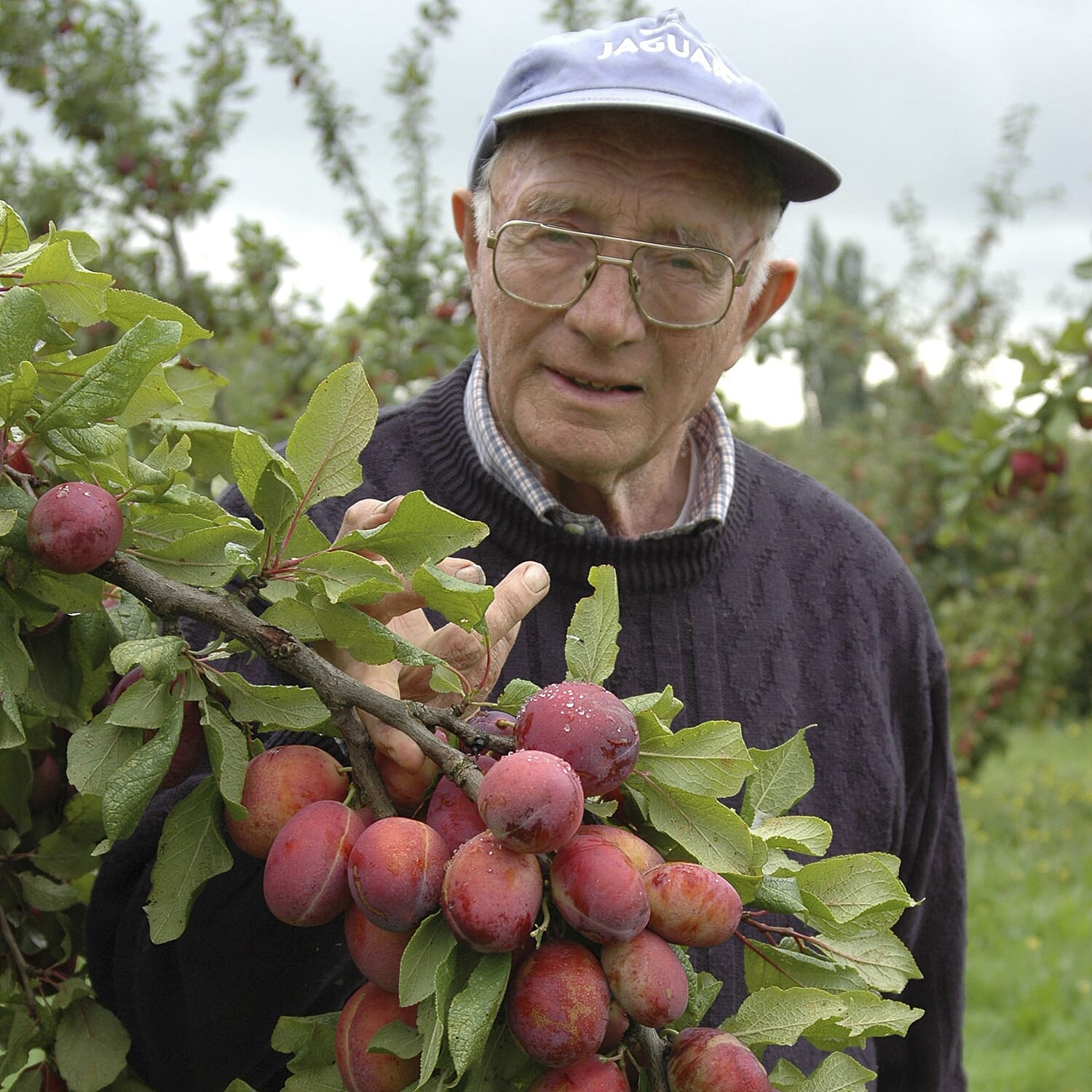 Gardening Direct Pair of Duo Fruit Trees - 2 Varieties of Pear & 2 Varieties of Plum