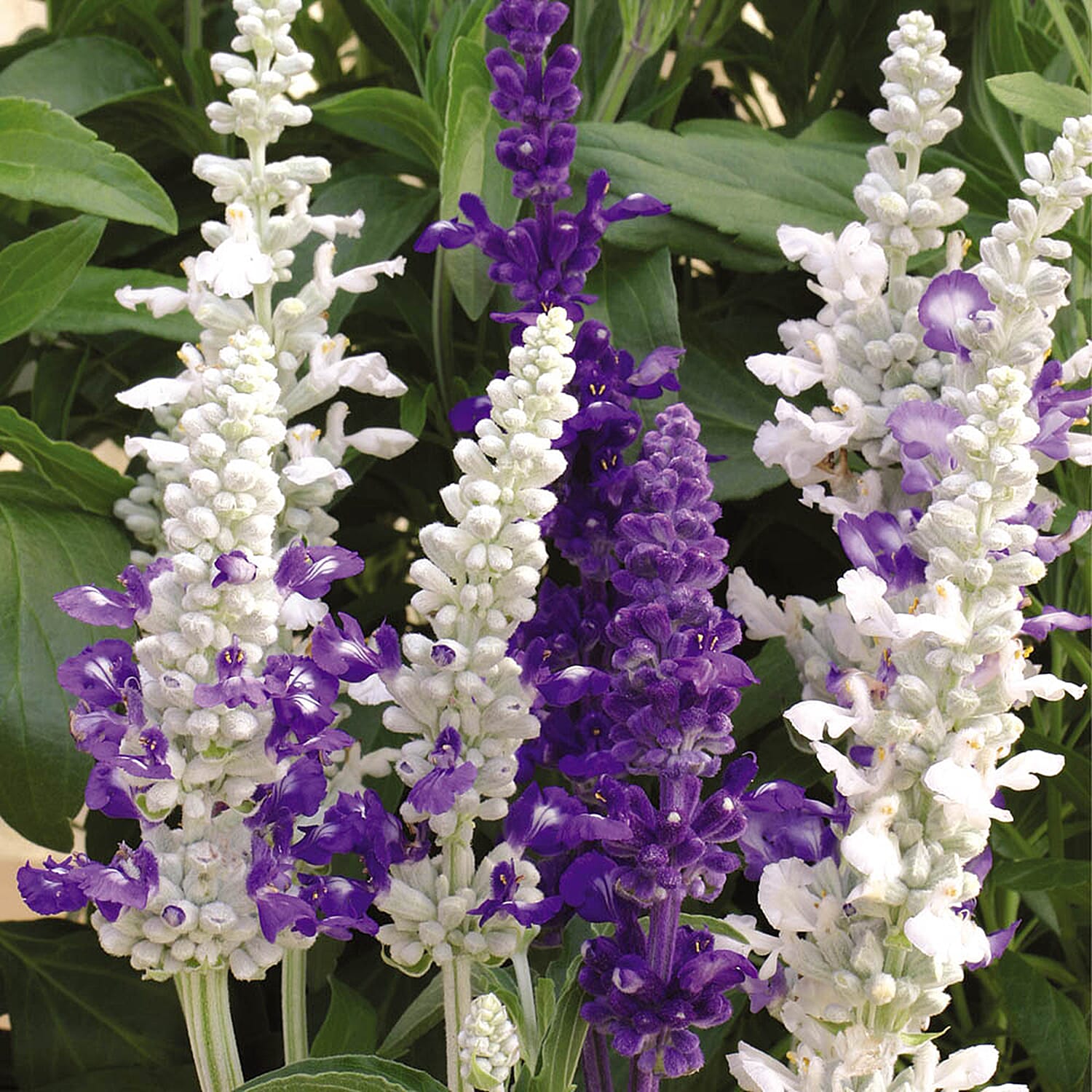 Gardening Direct Salvia Seascape Plugs x 24