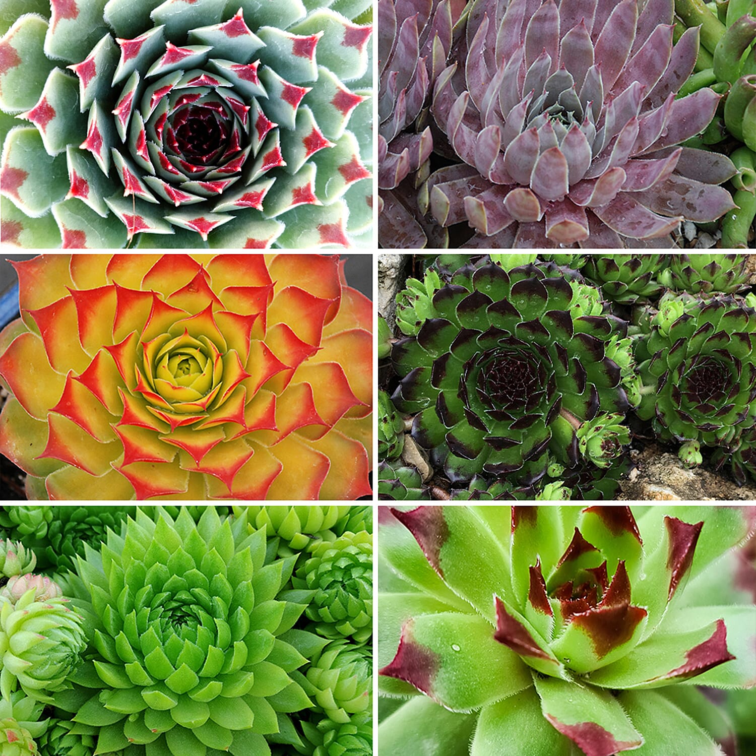 Gardening Direct Premium Chick Charms Collection 6 x 9cm