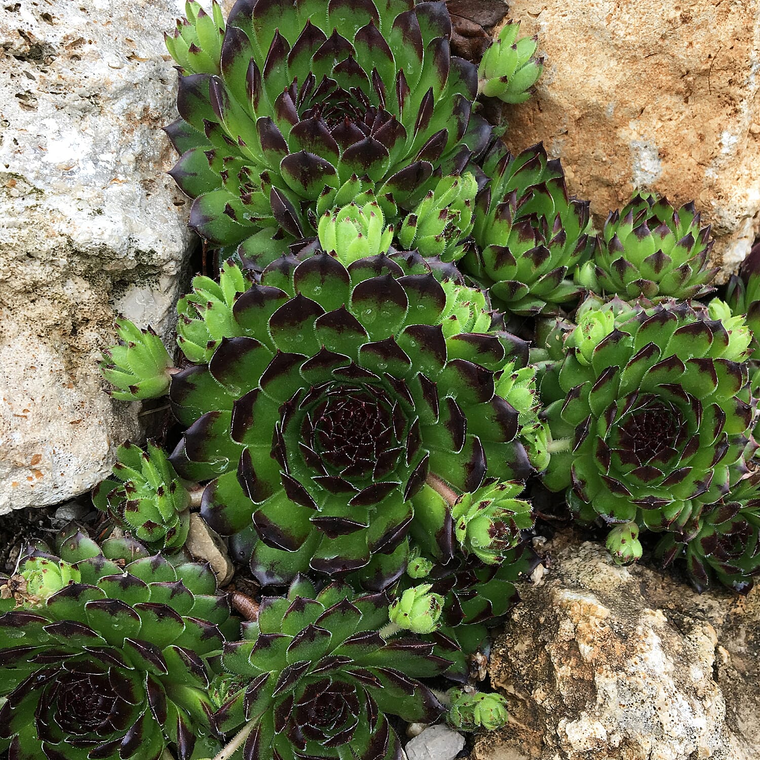 Gardening Direct Premium Chick Charms Collection 6 x 9cm