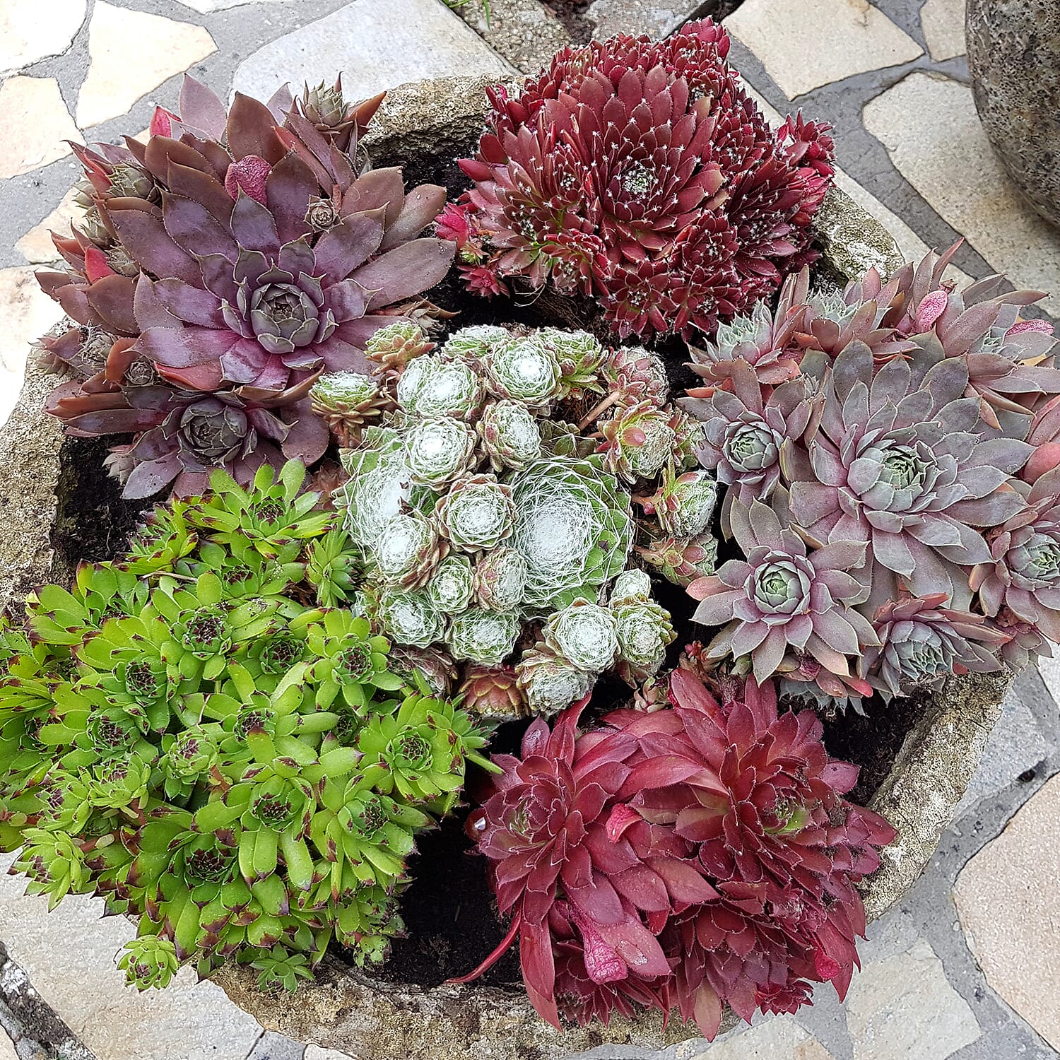 Gardening Direct Premium Chick Charms Collection 6 x 9cm