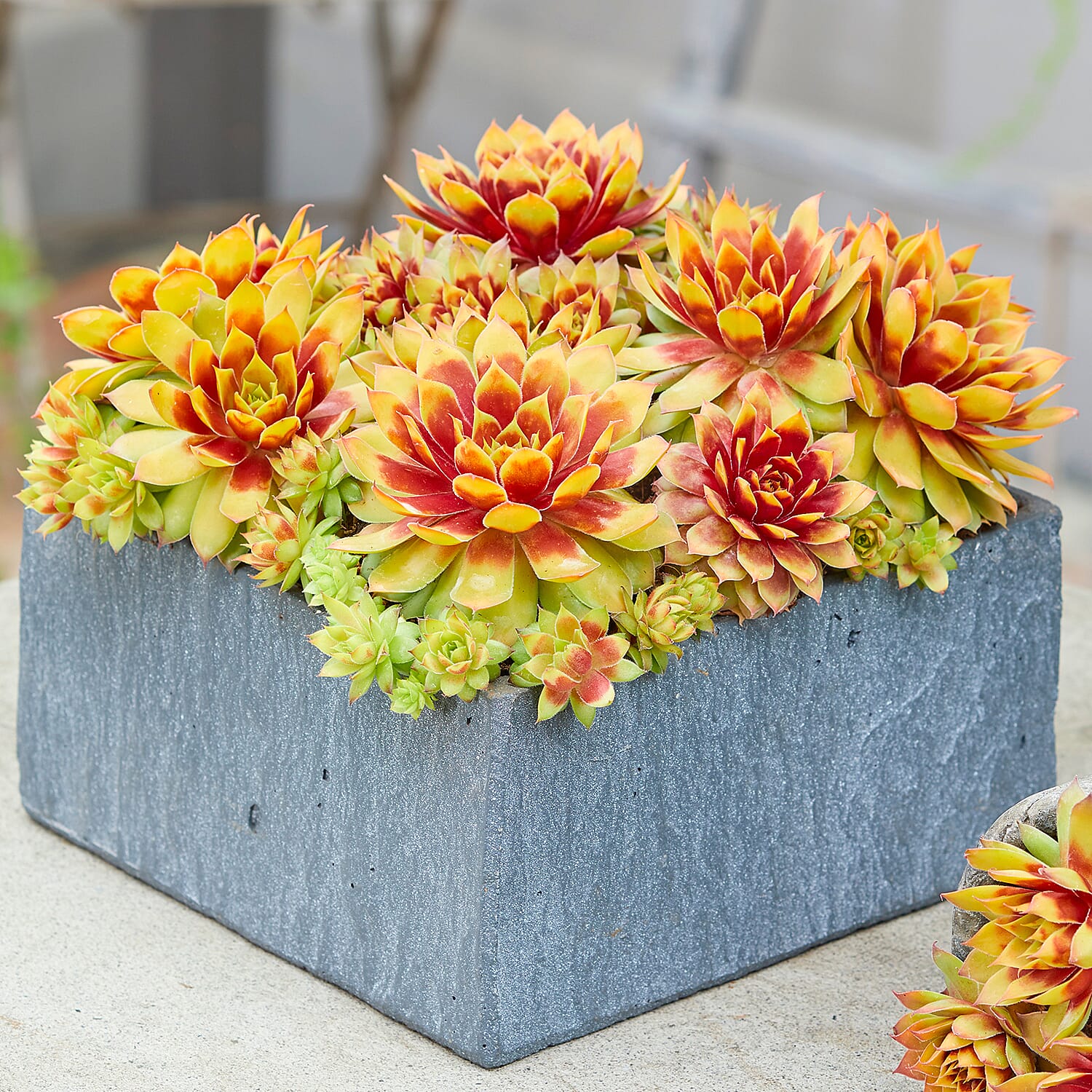 Gardening Direct Premium Chick Charms Collection 6 x 9cm