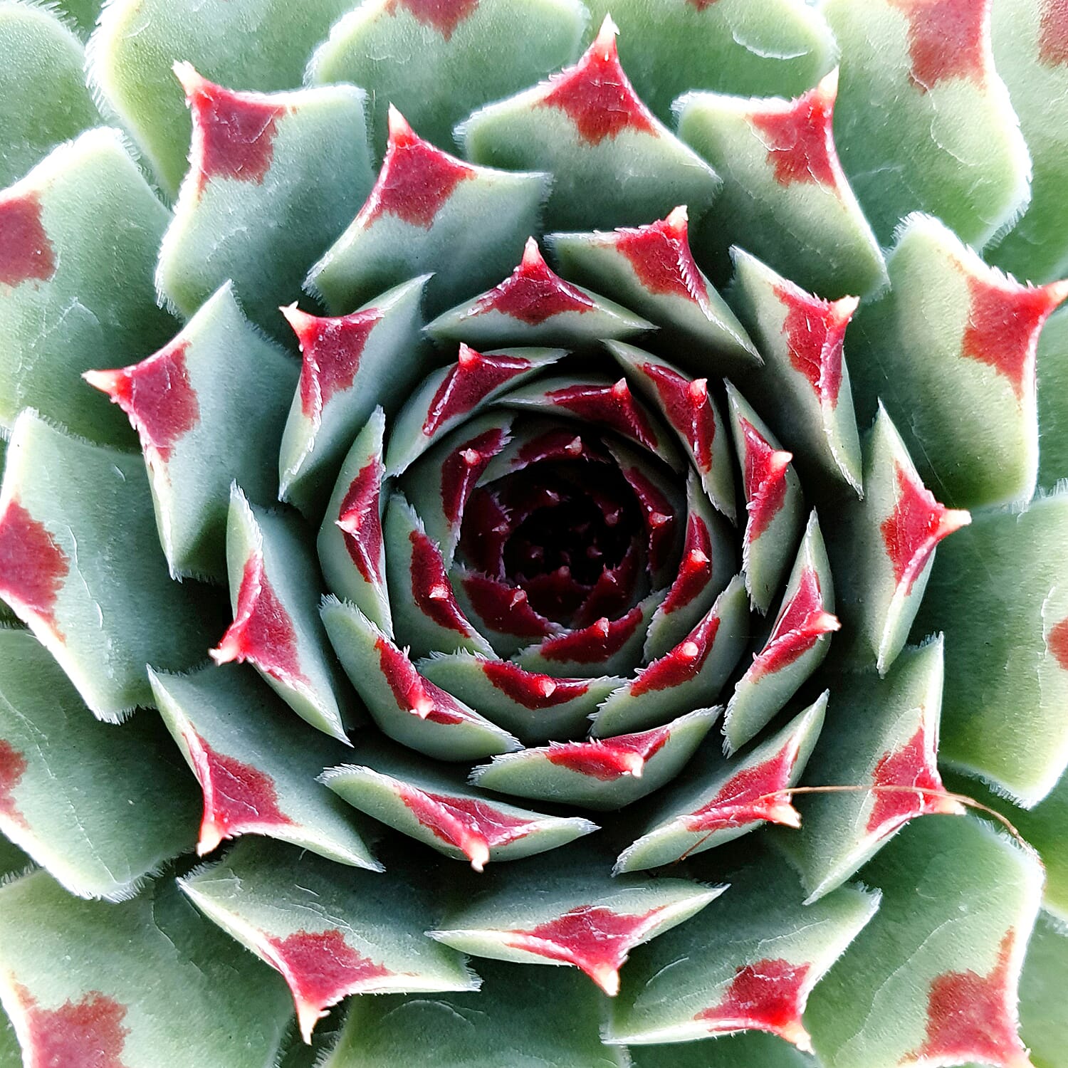 Gardening Direct Premium Chick Charms Collection 6 x 9cm