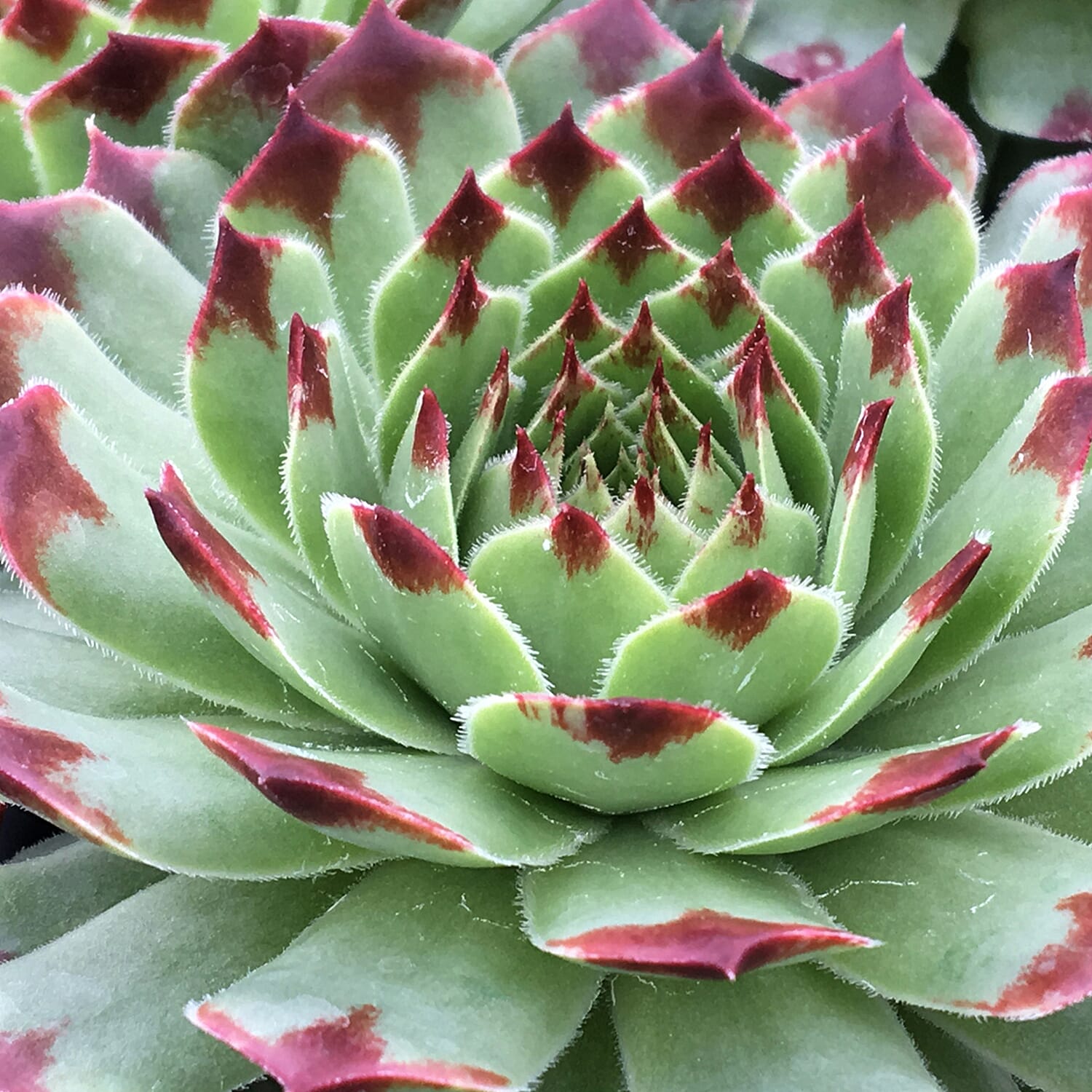 Gardening Direct Premium Chick Charms Collection 6 x 9cm