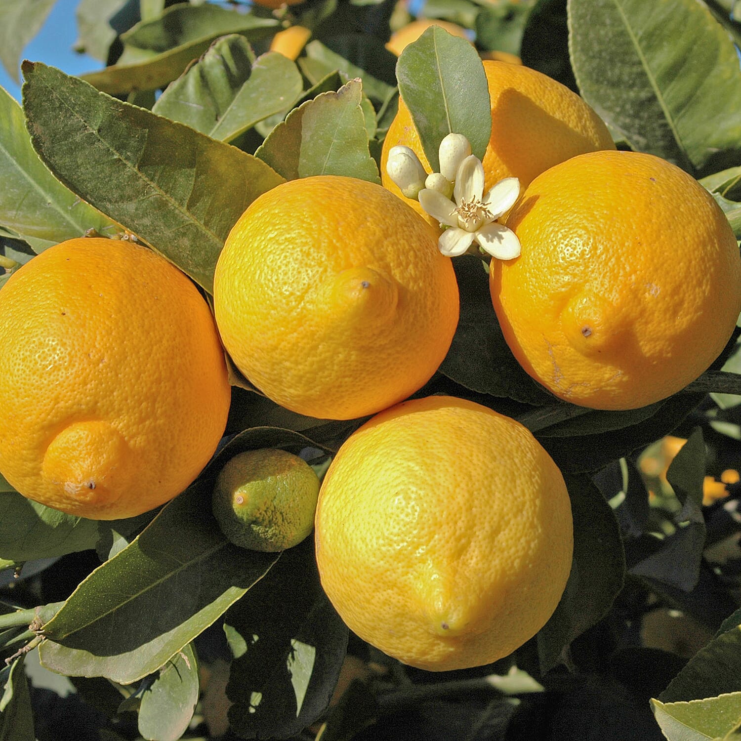 Gardening Direct Citrus Lemon 6L