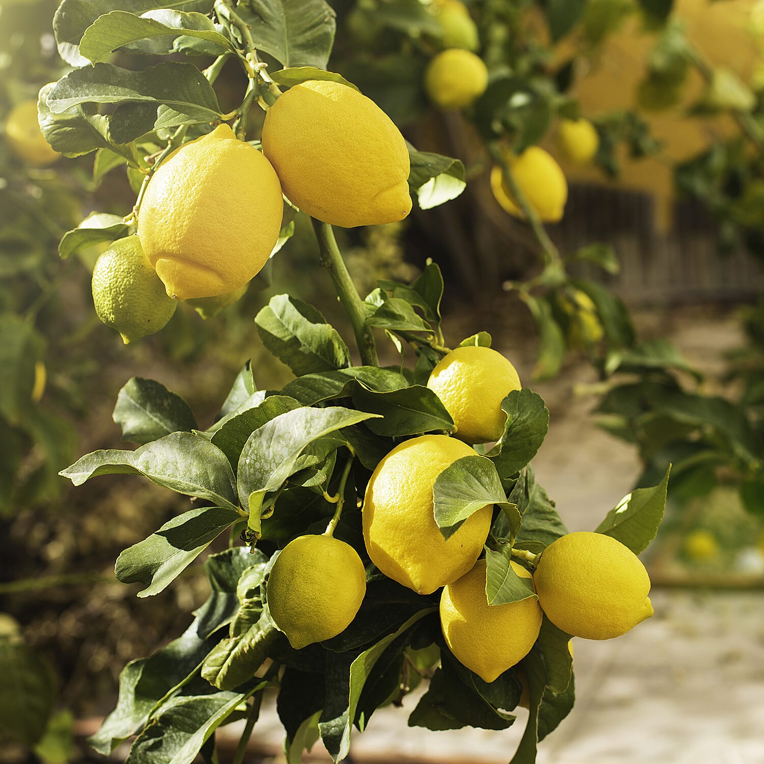 Gardening Direct Citrus Lemon 6L