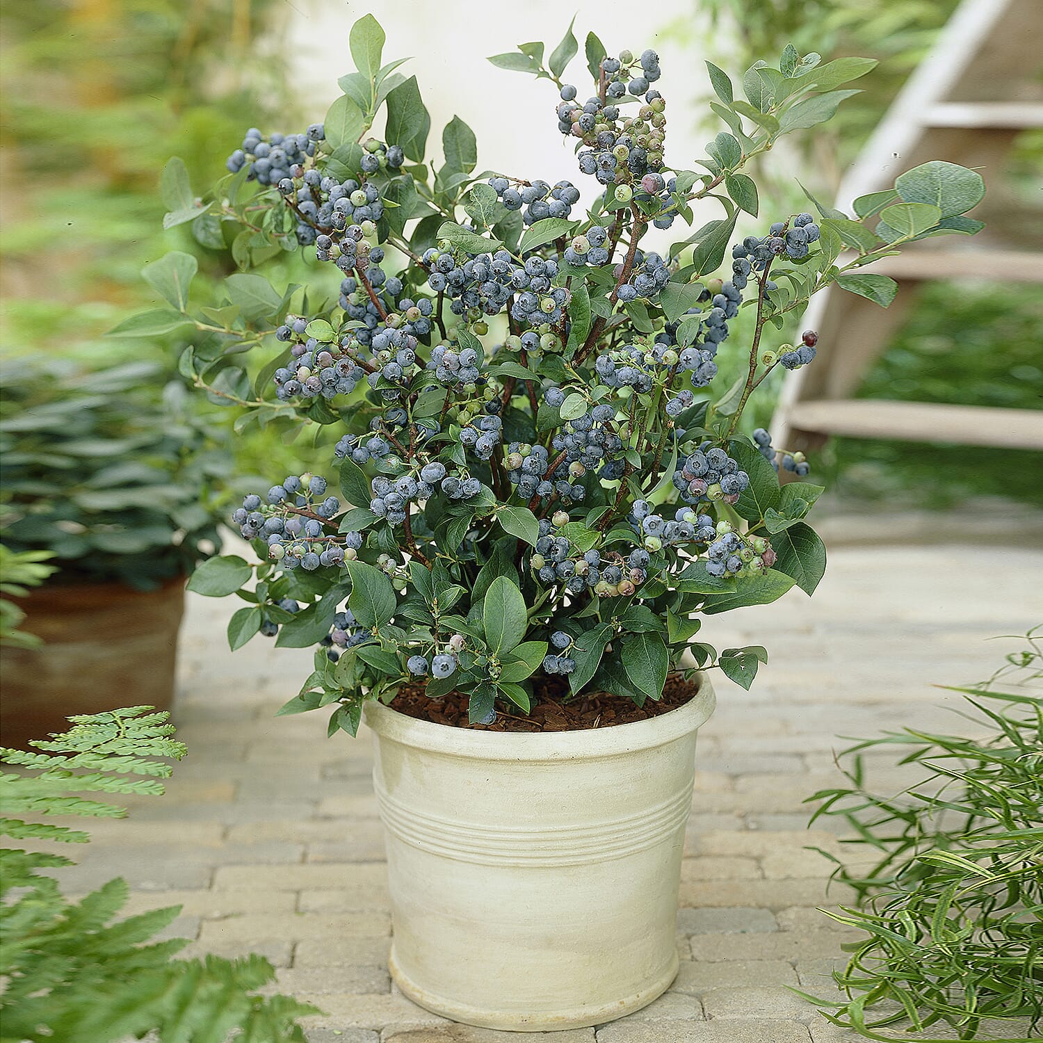 Gardening Direct The Complete Large Blueberry Growing Kit - Early, Mid, Late Season Varieties 3L x 3, Planters & Compost