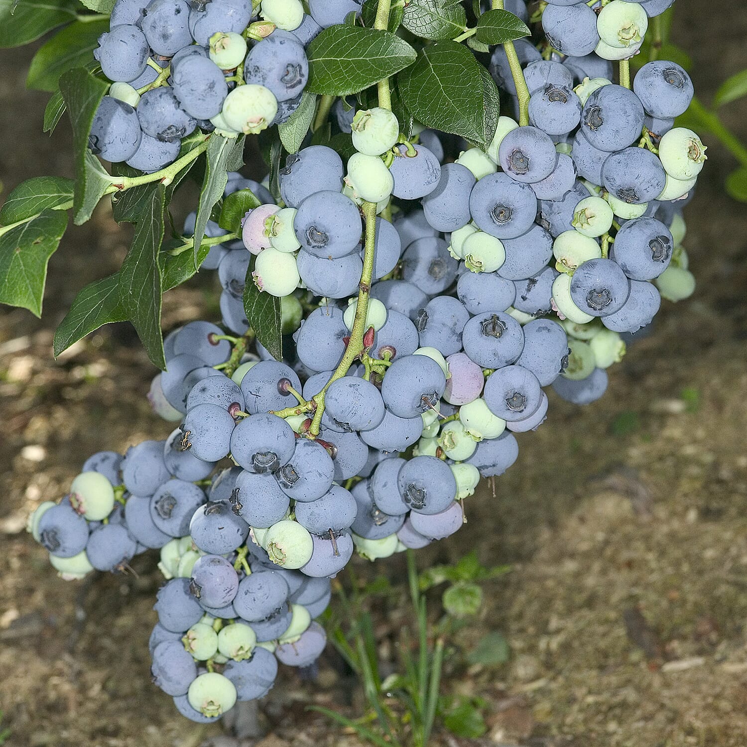 Gardening Direct The Complete Large Blueberry Growing Kit - Early, Mid, Late Season Varieties 3L x 3, Planters & Compost
