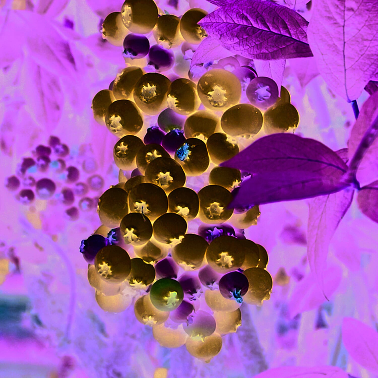 Gardening Direct The Complete Large Blueberry Growing Kit - Early, Mid, Late Season Varieties 3L x 3, Planters & Compost