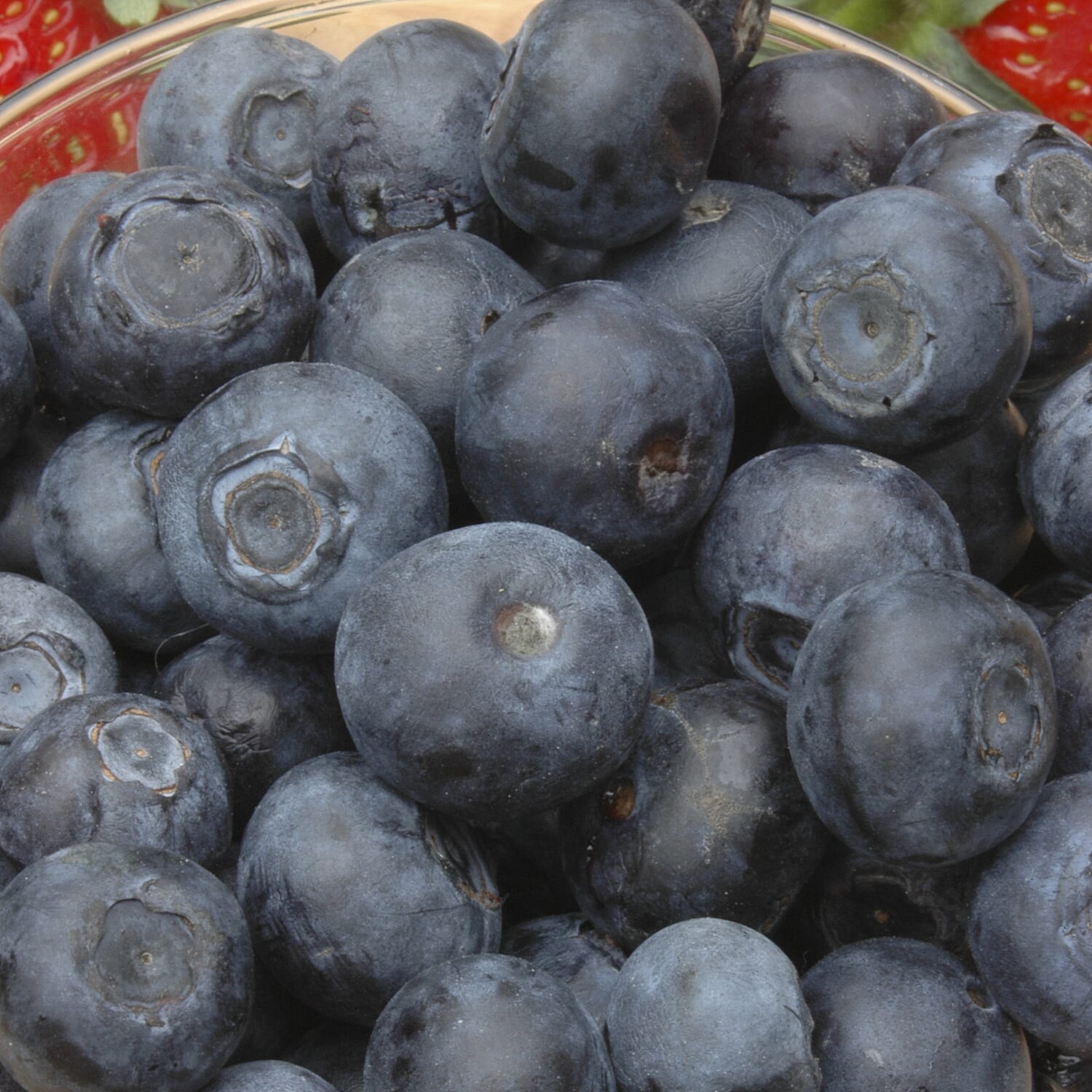 Gardening Direct The Complete Large Blueberry Growing Kit - Early, Mid, Late Season Varieties 3L x 3, Planters & Compost