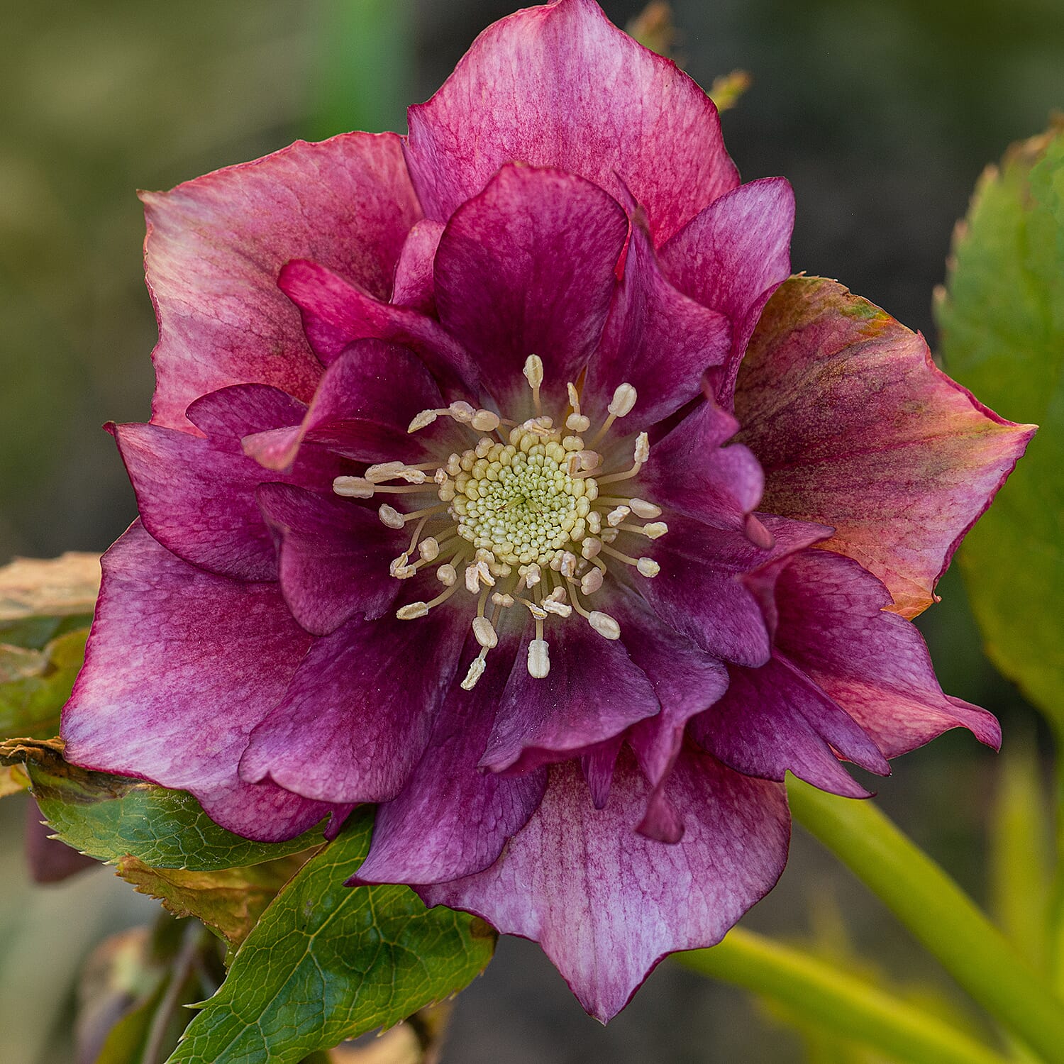 Gardening Direct Hellebore Collection 9cm x4