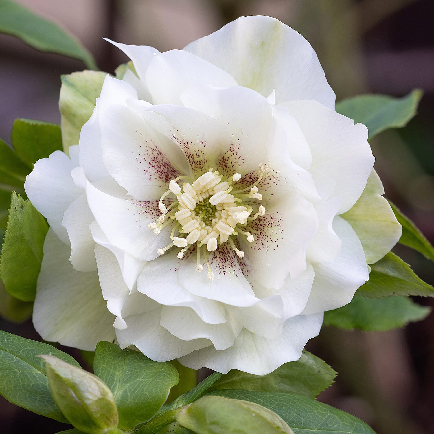 Gardening Direct Hellebore Collection 9cm x4