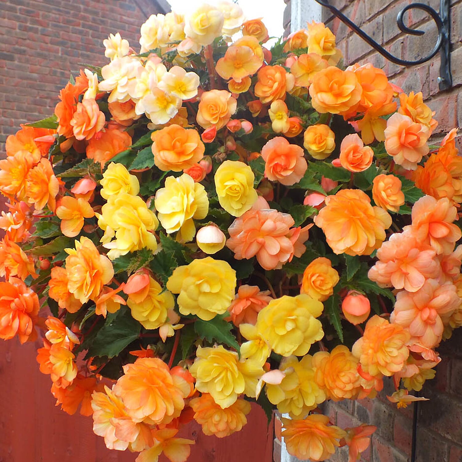 Gardening Direct Pair of Calista Hanging Baskets & Begonia Apricot Fiery Shades tubers x 10
