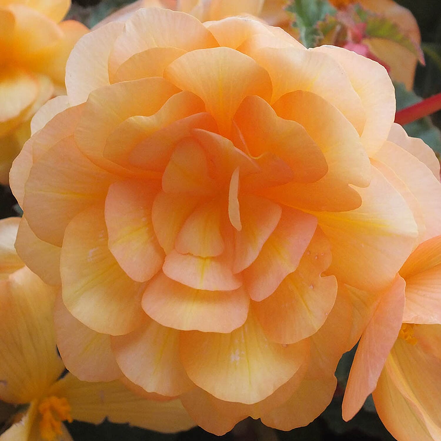 Gardening Direct Pair of Calista Hanging Baskets & Begonia Apricot Fiery Shades tubers x 10