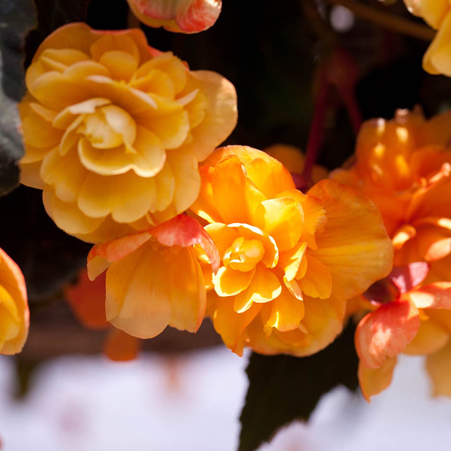 Gardening Direct Pair of Calista Hanging Baskets & Begonia Apricot Fiery Shades tubers x 10