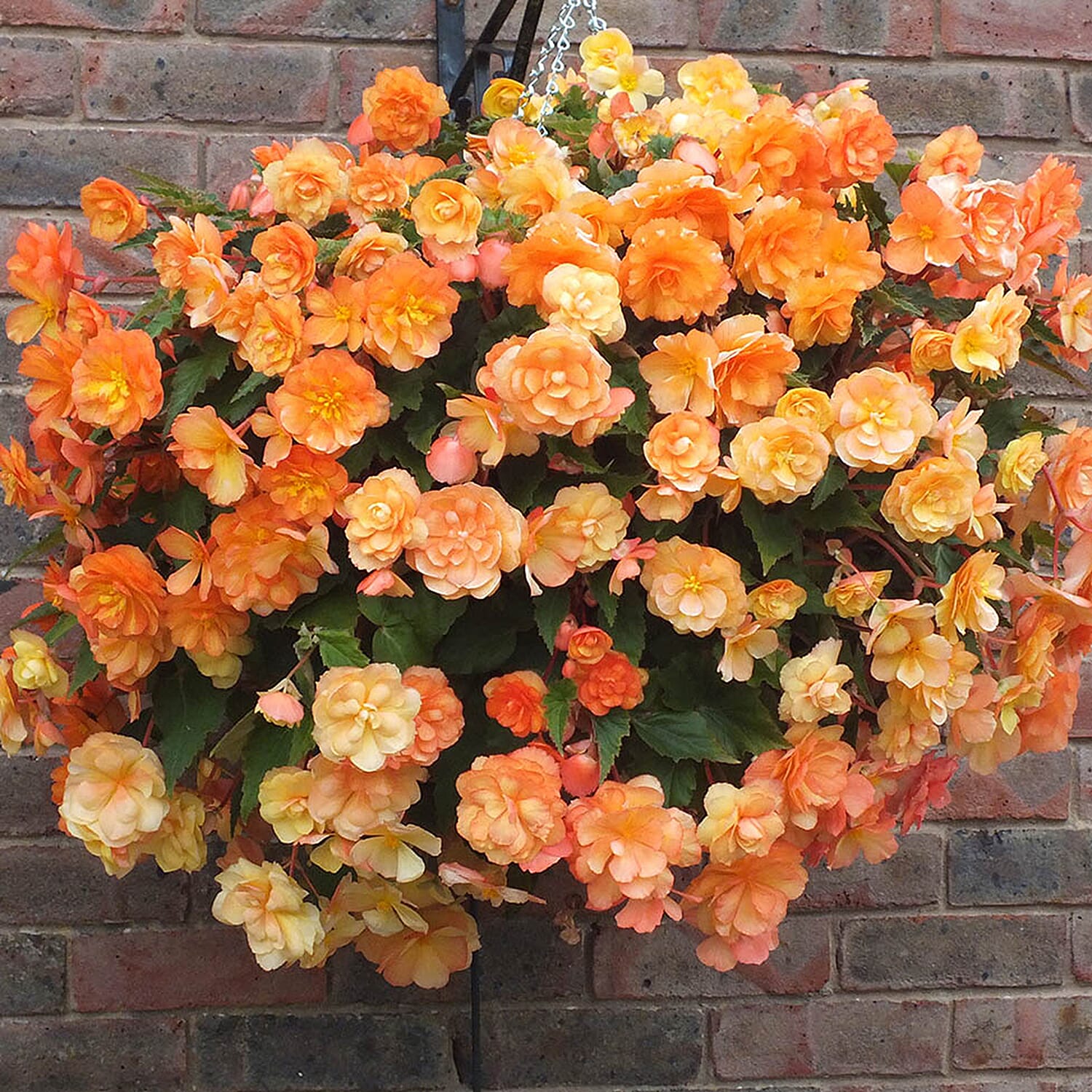 Gardening Direct Pair of Calista Hanging Baskets & Begonia Apricot Fiery Shades tubers x 10