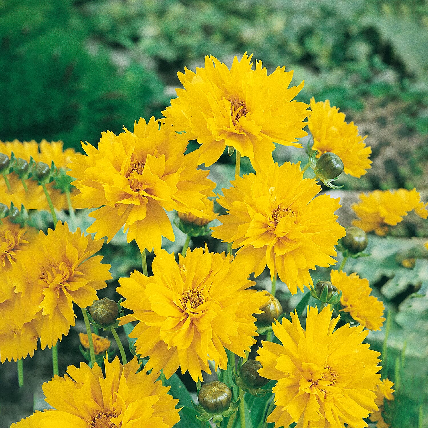 Gardening Direct Gardening Direct Coreopsis Early Sunrise 3  x9cm Pot