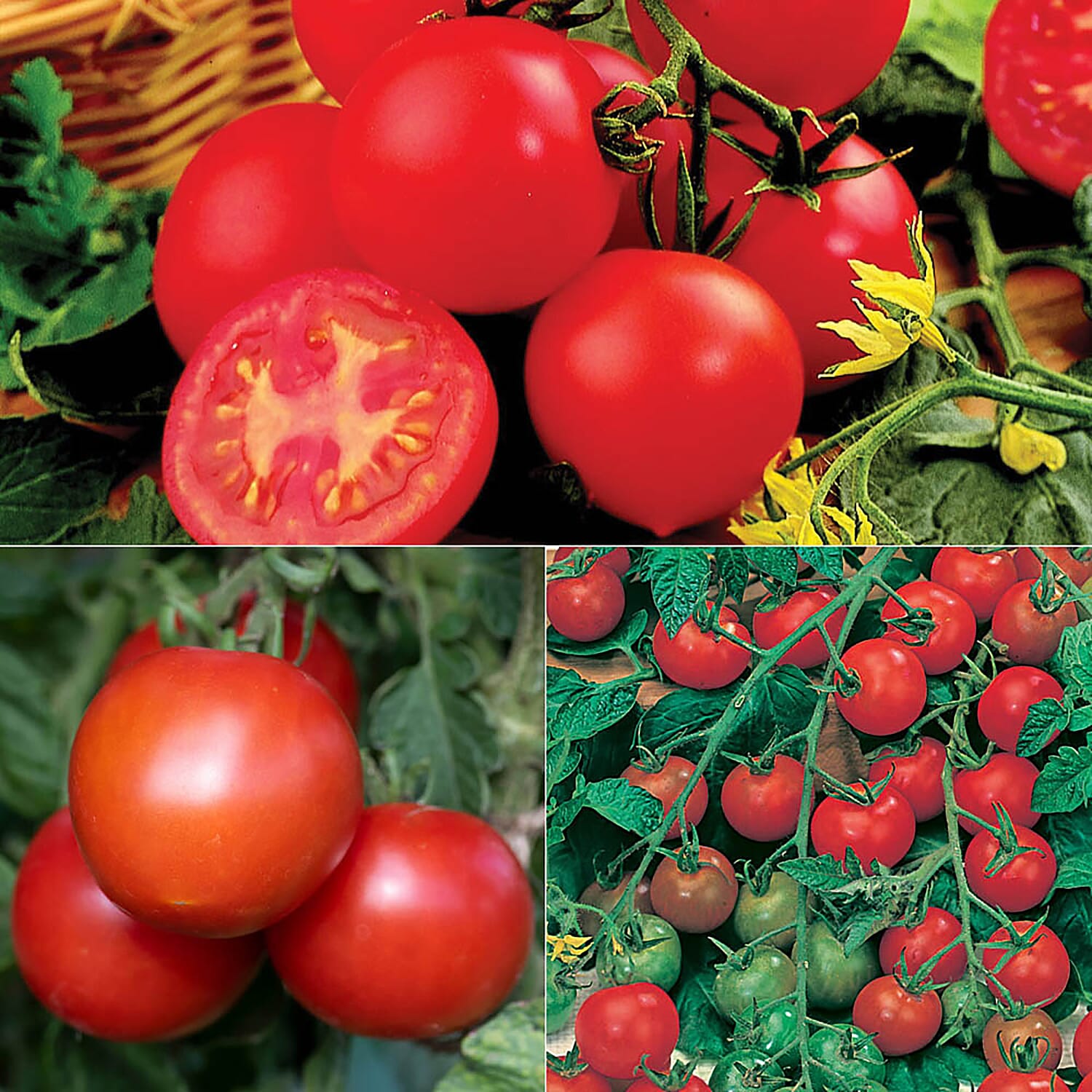Gardening Direct Tomato Collection Plugs x 12