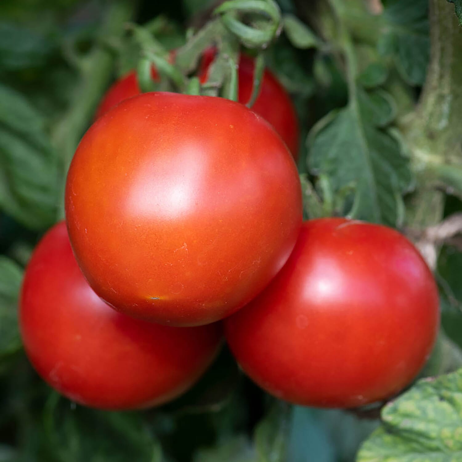 Gardening Direct Tomato Collection Plugs x 12