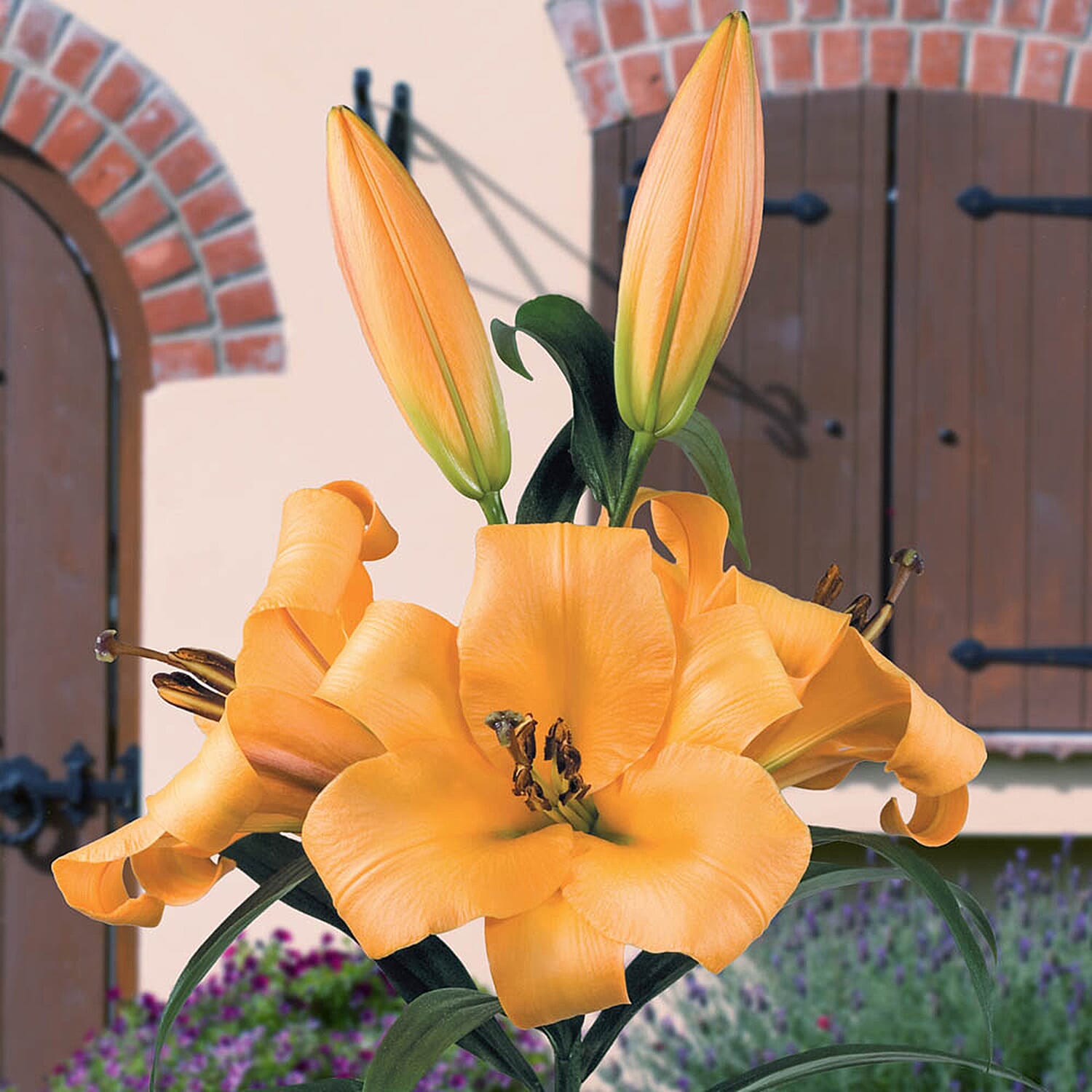 Gardening Direct Skyscraper Lily Saltarello 5 Bulbs Size 14-16