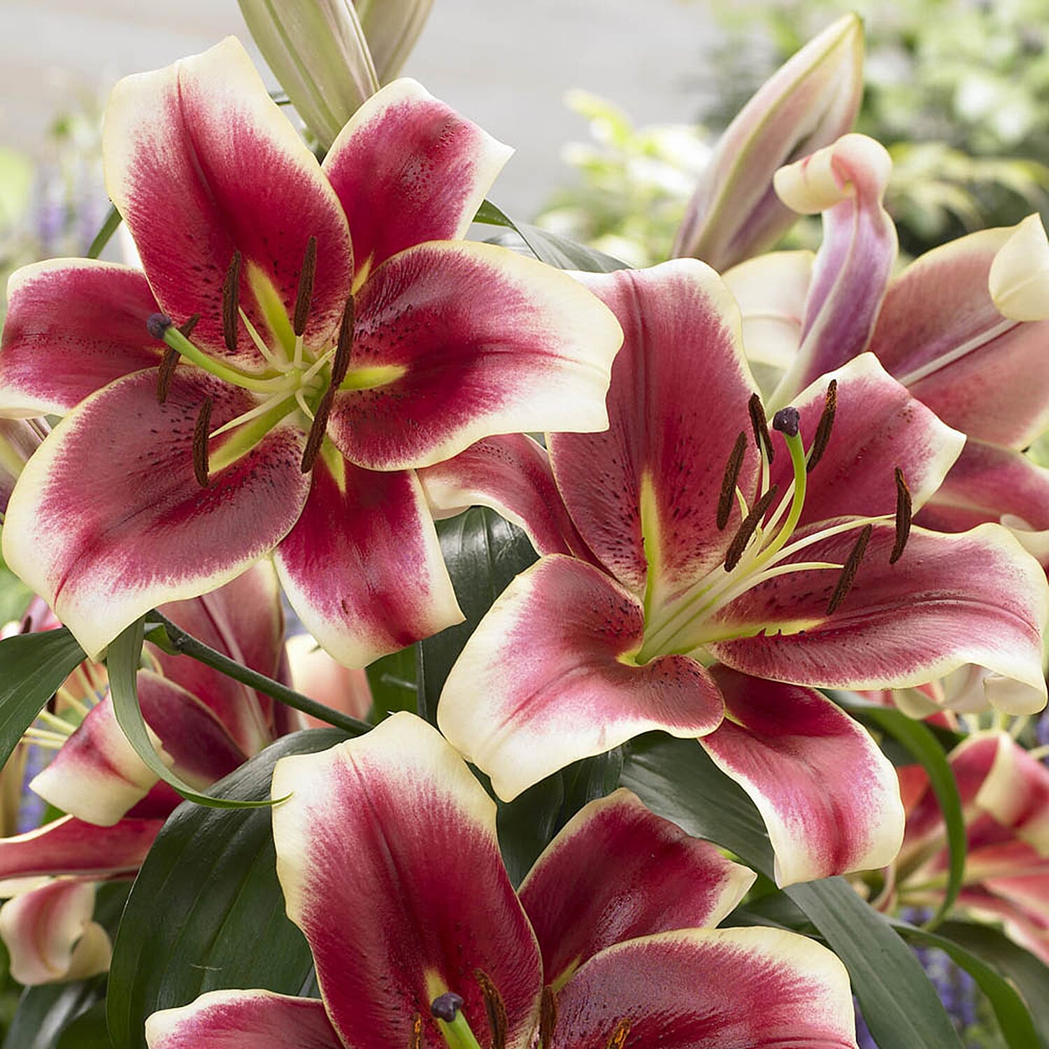 Skyscraper Lily Matisse 5 bulbs size 14-16