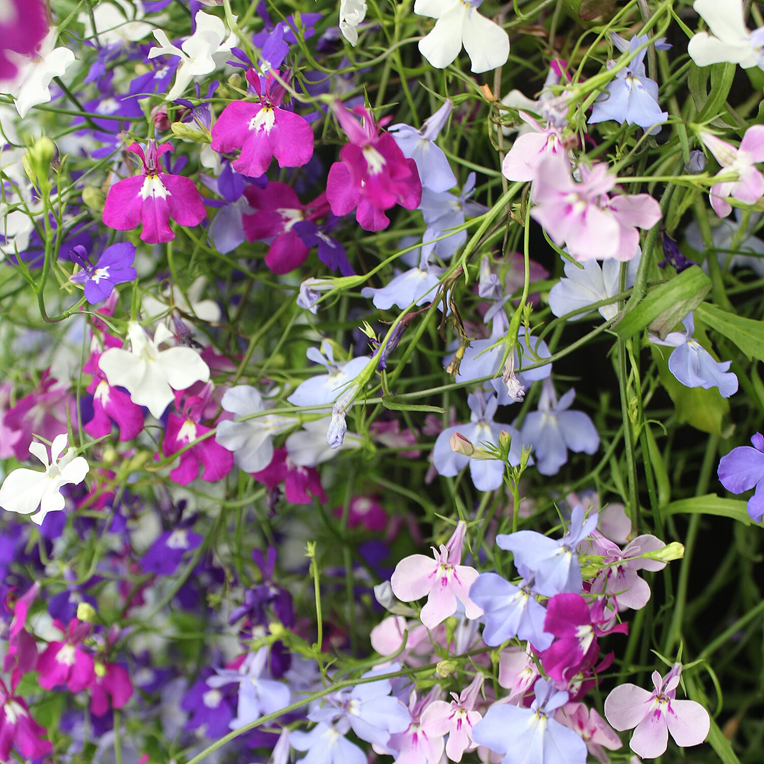 Gardening Direct Trailing Lobelia Trail Away Plugs x 24