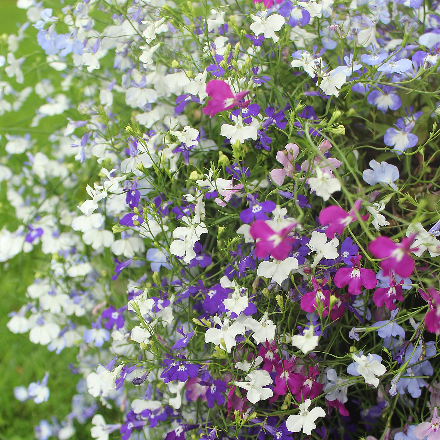 Gardening Direct Trailing Lobelia Trail Away Plugs x 24
