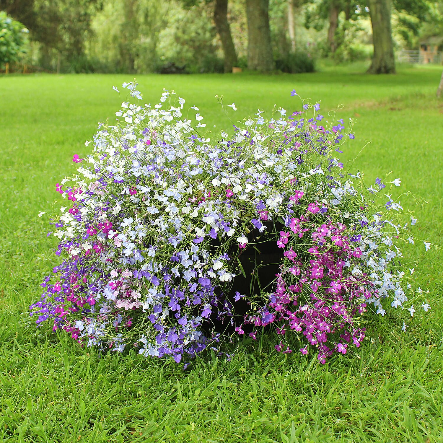Gardening Direct Trailing Lobelia Trail Away Plugs x 24