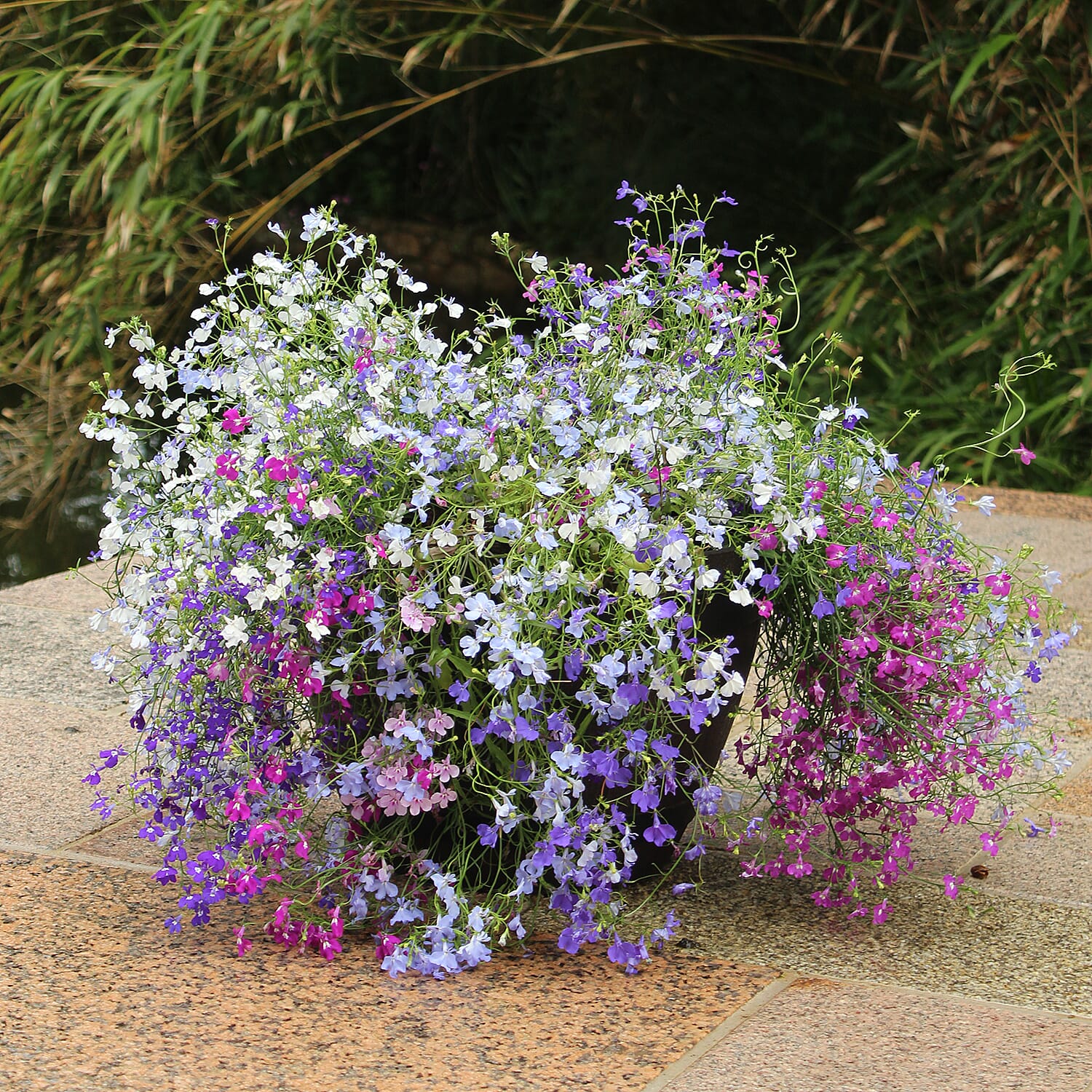 Gardening Direct Trailing Lobelia Trail Away Plugs x 24