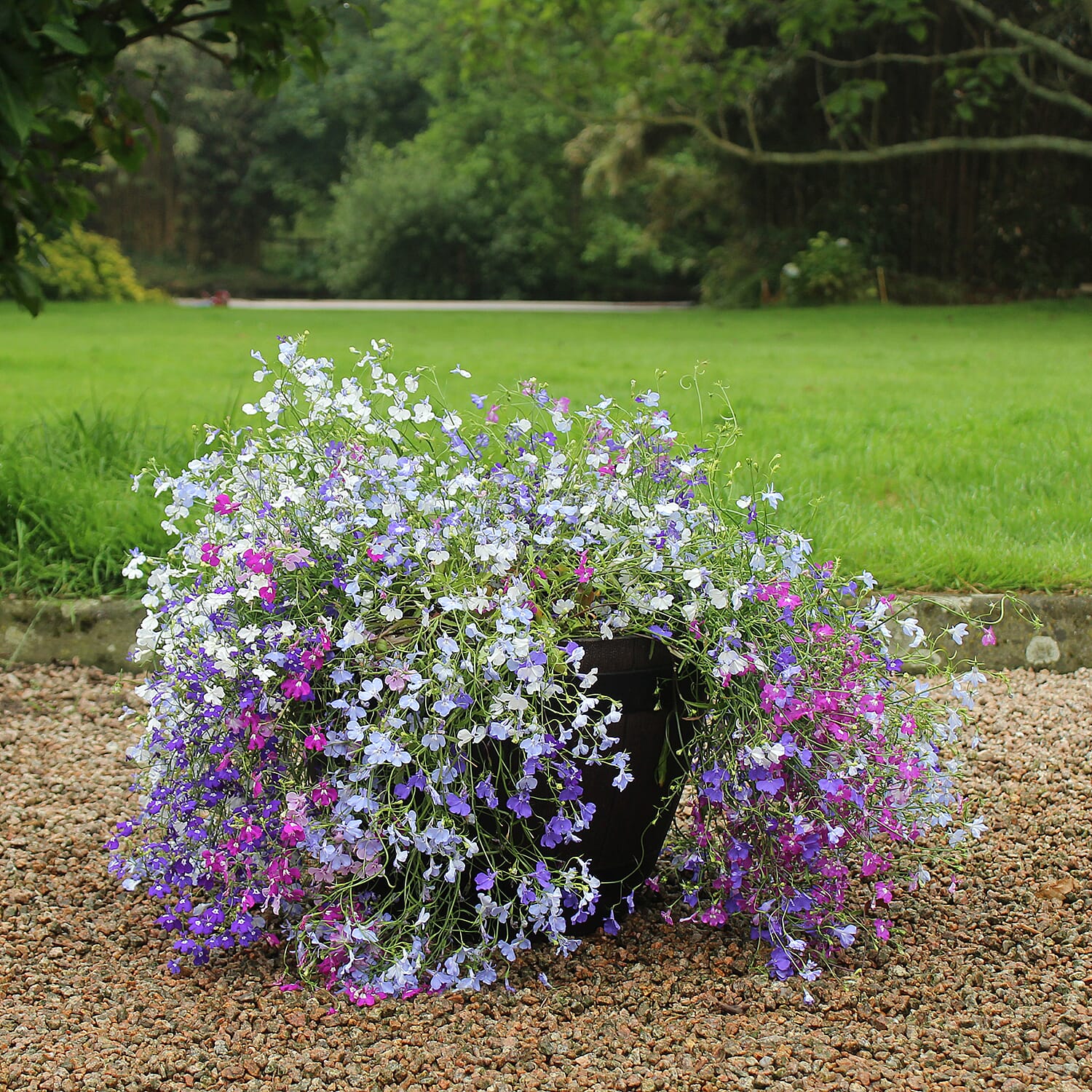 Gardening Direct Trailing Lobelia Trail Away Plugs x 24