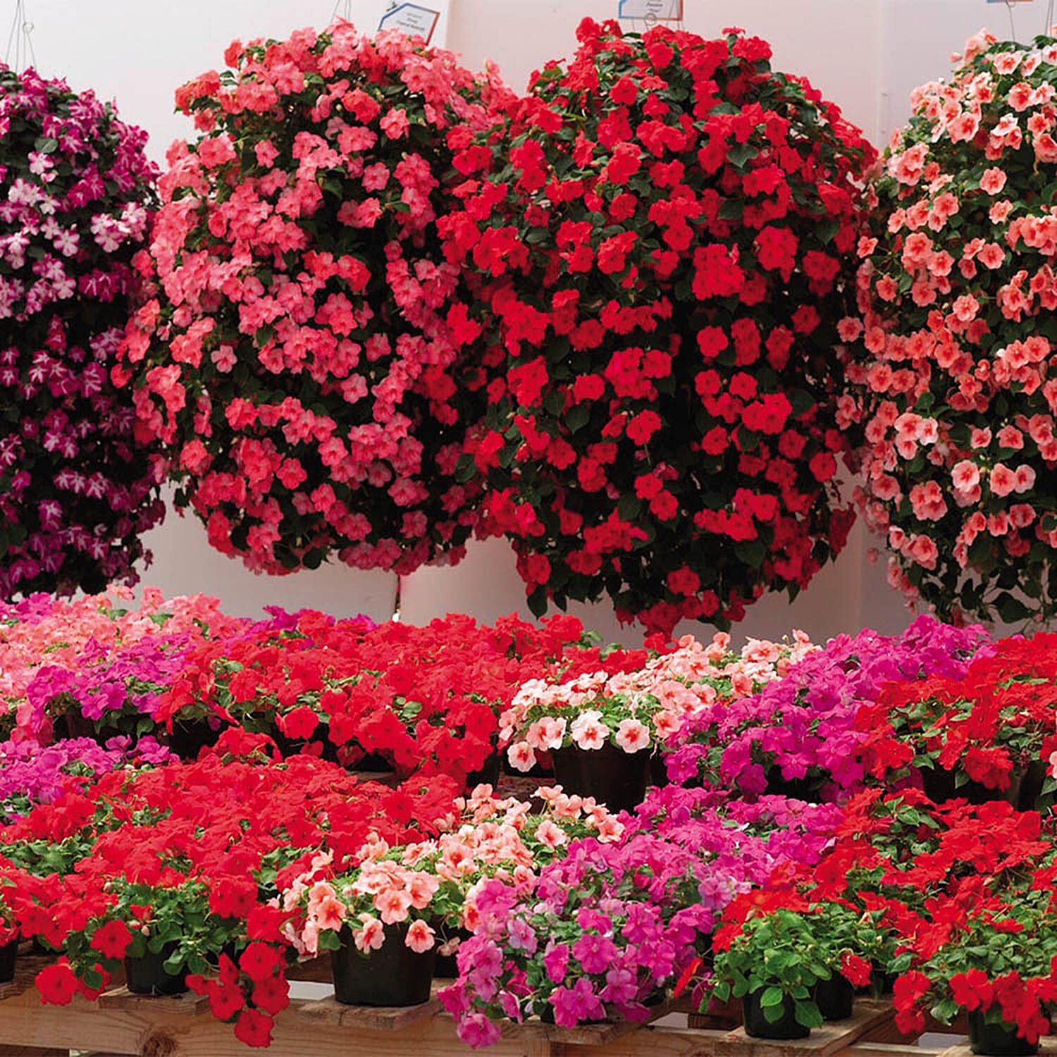 Gardening Direct Busy Lizzie Summer Waterfall Plugs x 12