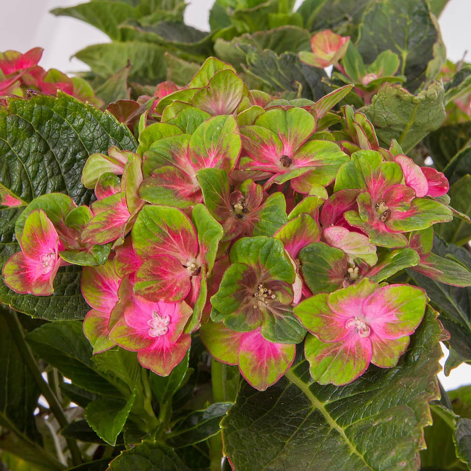 Gardening Direct Hydrangea Glam Rock 9cm Pot