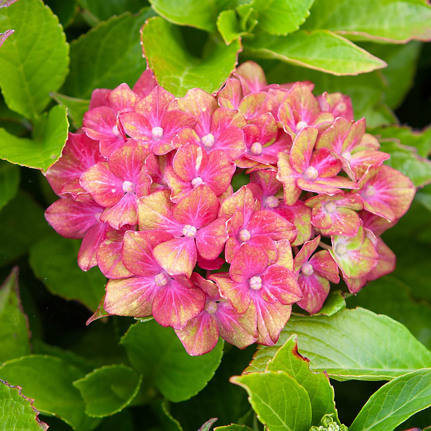 Gardening Direct Hydrangea Glam Rock 9cm Pot