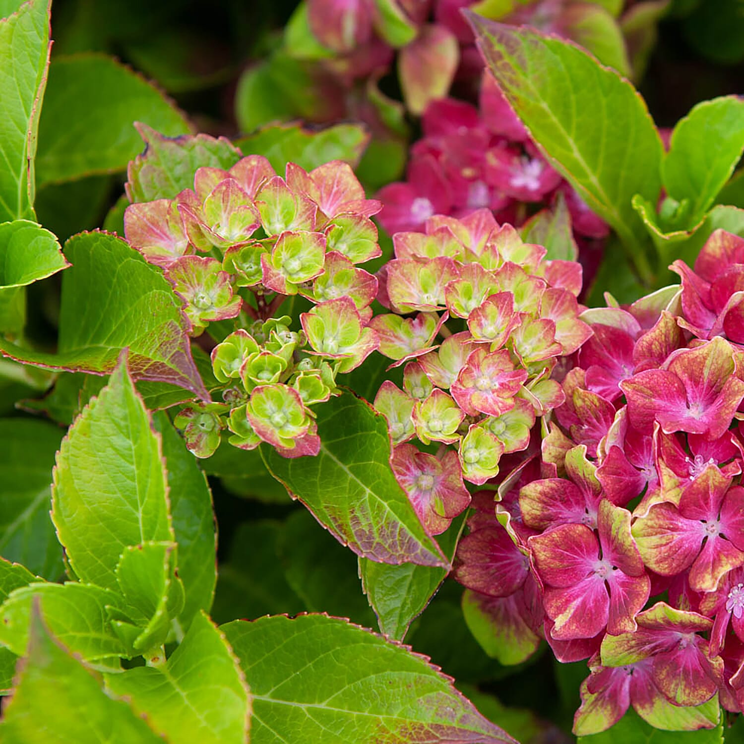 Gardening Direct Hydrangea Glam Rock 9cm Pot