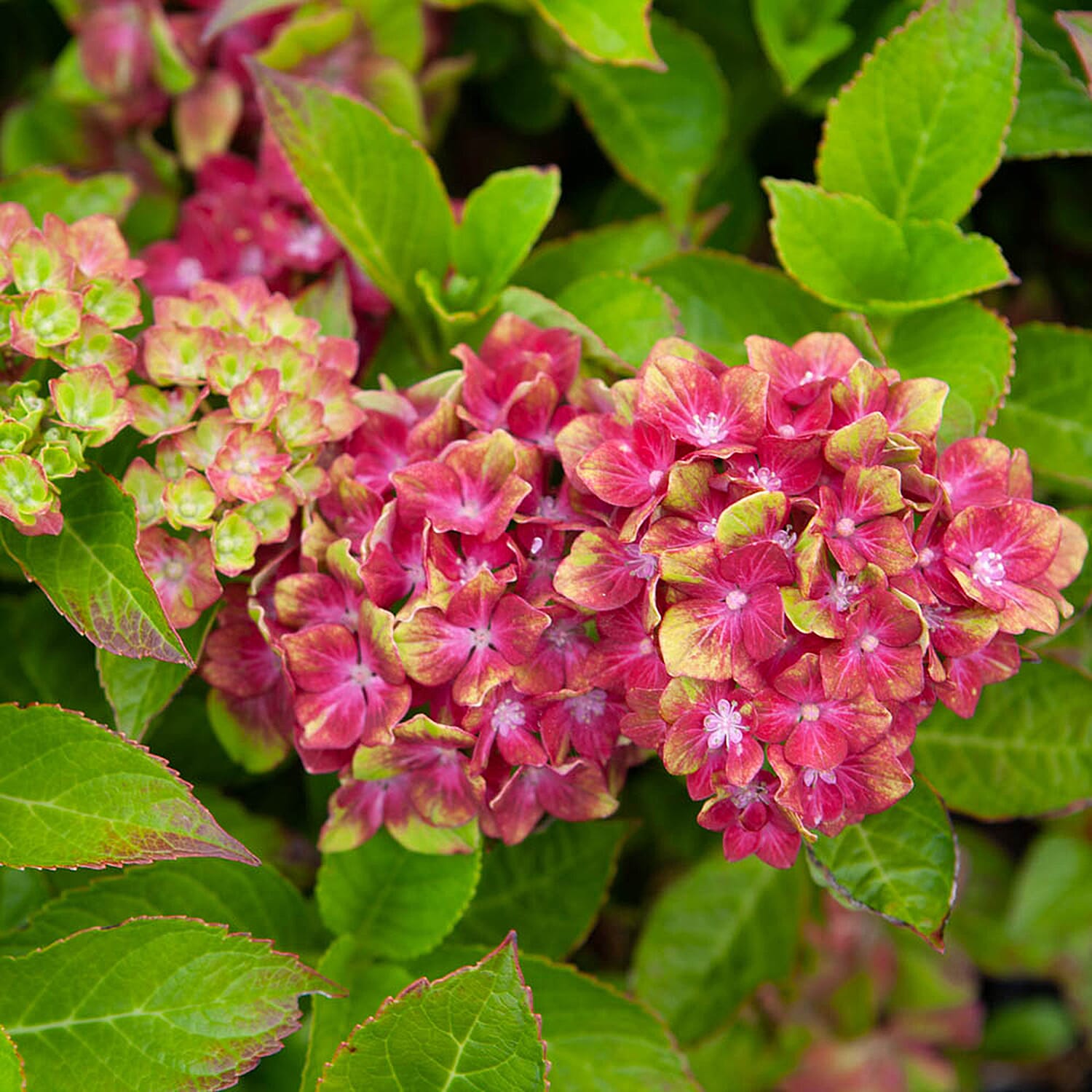 Gardening Direct Hydrangea Glam Rock 9cm Pot