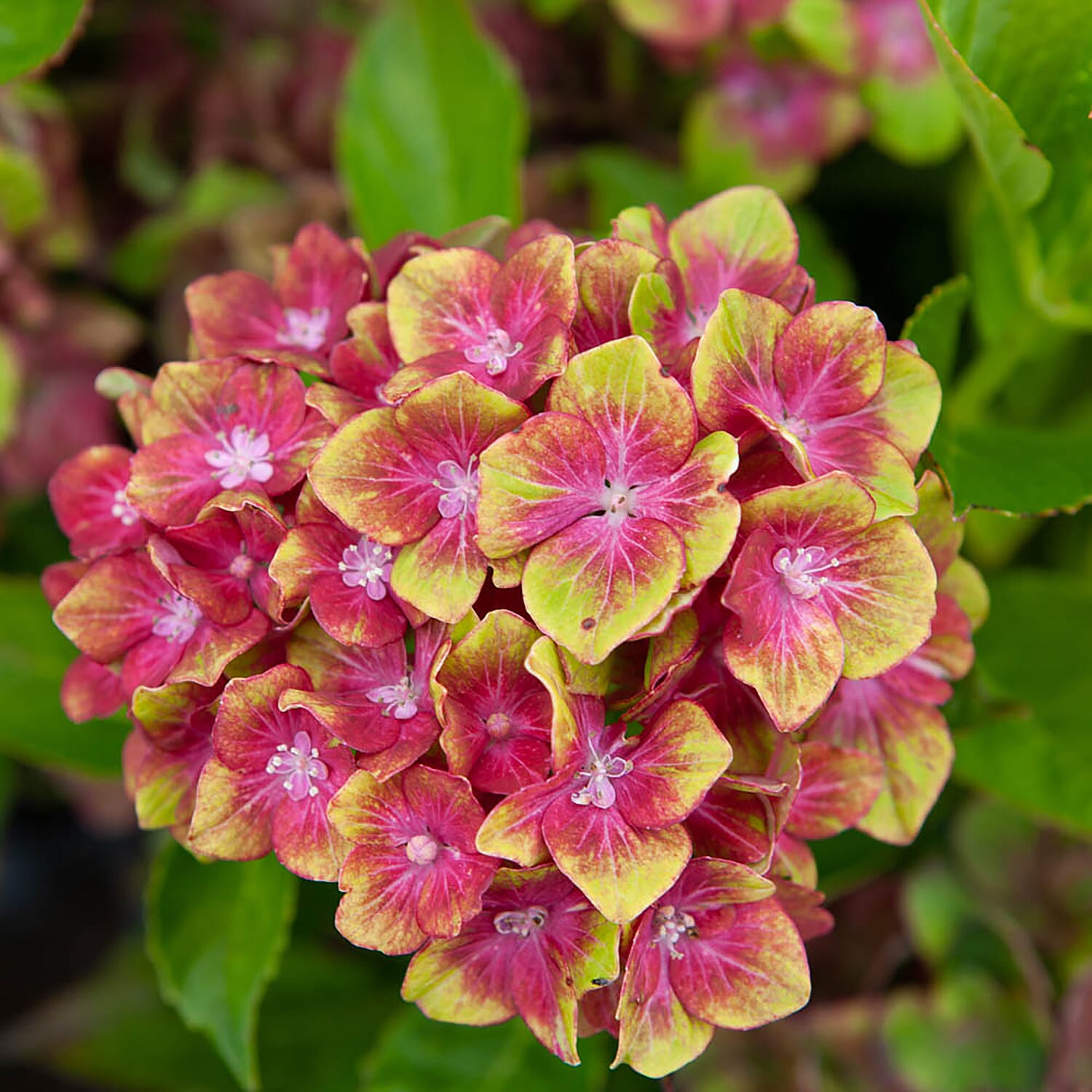 Gardening Direct Hydrangea Glam Rock 9cm Pot