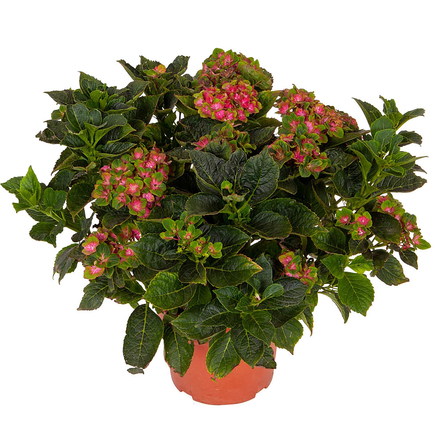 Gardening Direct Hydrangea Glam Rock 9cm Pot